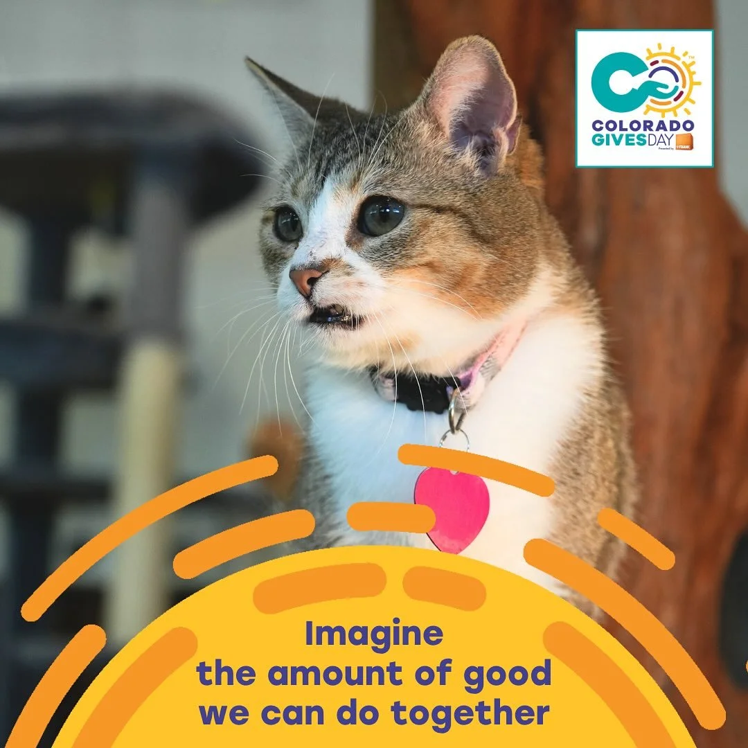 🐾 Colorado Gives Day is almost here! 🐾
This special day celebrates generosity across our state and helps local nonprofits like Cat Care Durango thrive. 
Your donation to Cat Care Durango helps provide shelter, care, and love to cats in need &mdash;