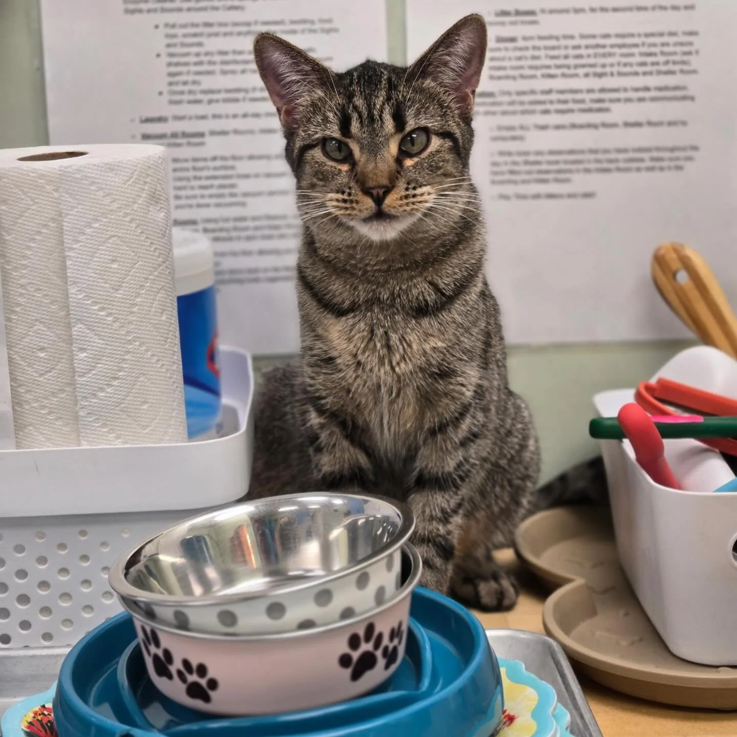 🎉 Thank you, LPEA Round Up Foundation! 🎉

We are incredibly grateful to the LPEA Round Up Foundation for awarding Cat Care Durango a $2,325 grant! Their support will help us provide specialty food needed for several of our cats with unique dietary 