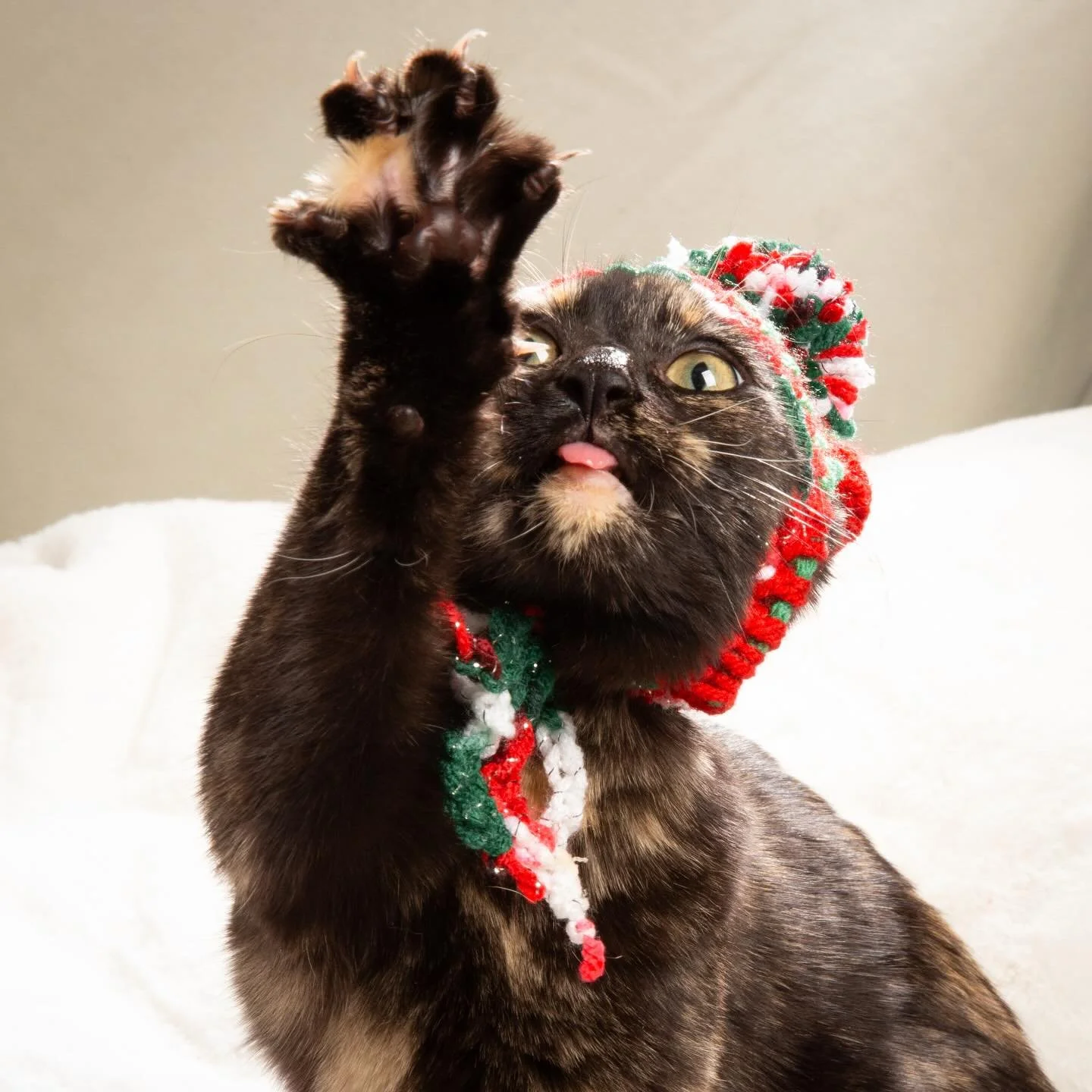 Wishing you all a purr-fectly festive weekend! 🐈🎄🐈&zwj;⬛
We are incredibly grateful for our supporters, adopters, and cat-loving community. Your kindness makes everything we do possible.
We&rsquo;re looking ahead to 2026 with so much excitement&md