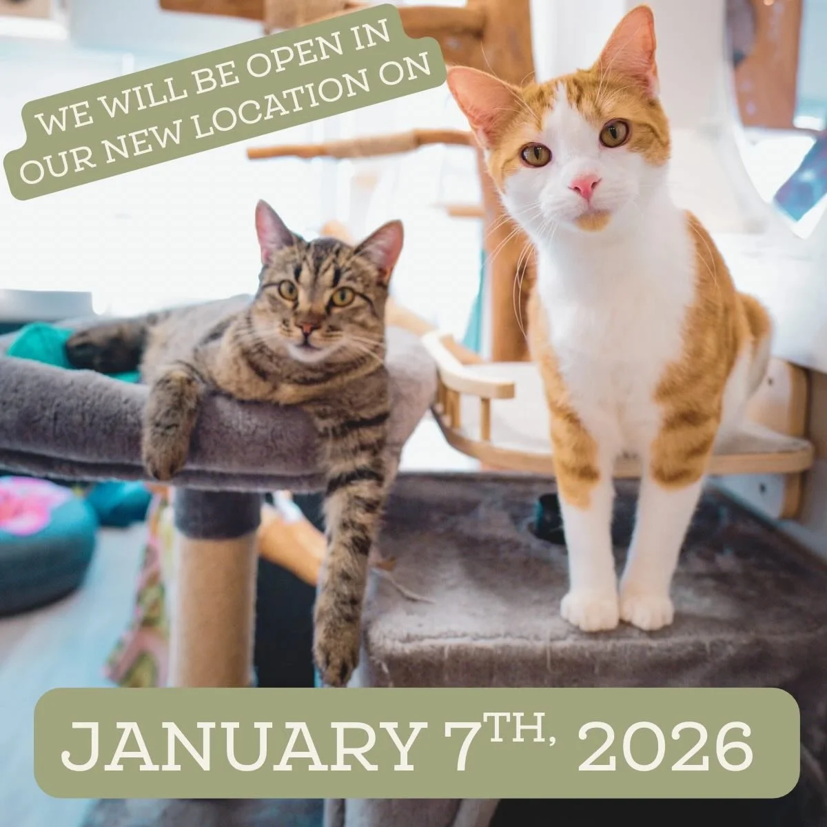 New space, new hours, same love for cats 🐱💚

Soft launch begins January 7th, with our winter hours now in effect. We&rsquo;re easing in now and planning a full Grand Opening on Valentine&rsquo;s Day 💖

Thank you for growing with us &mdash; we can&