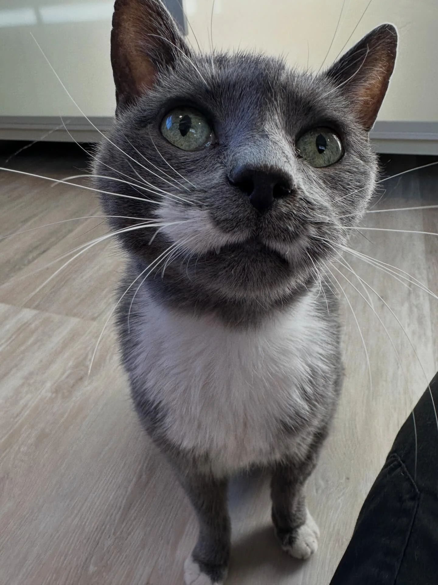 Meet Charlotte 💕
Charlotte came to us from our friends at Rachel&rsquo;s Forgotten Felines after experiencing a huge and heartbreaking life change. Her human passed away, and while family came from Texas to take care of things, they wanted nothing m