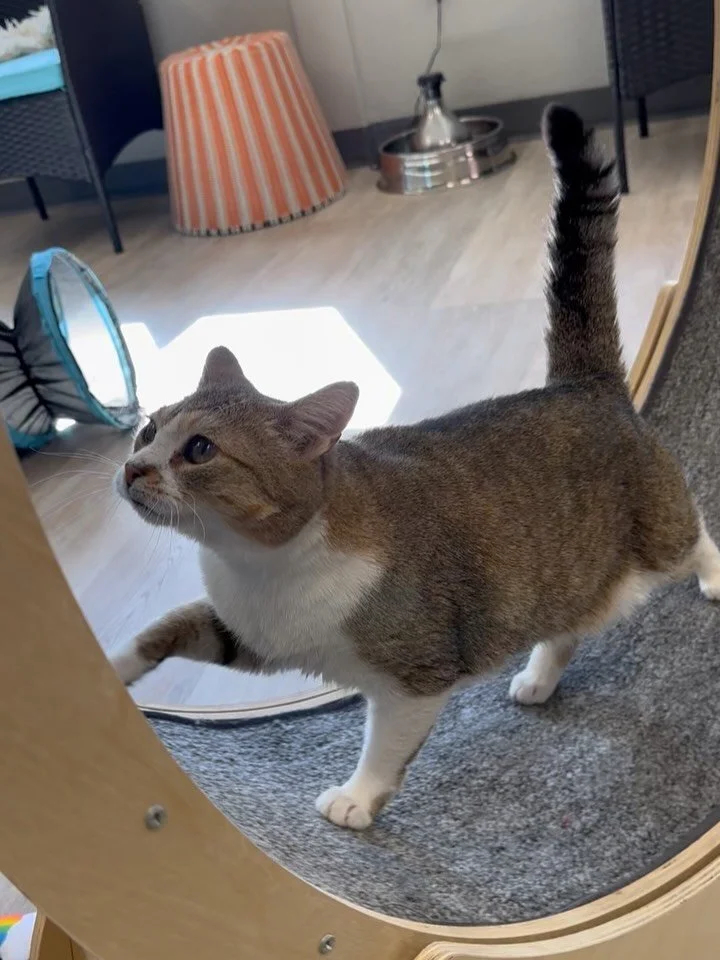 Bridget&rsquo;s been side-eyeing the cat wheel since 2023&hellip; and she&rsquo;s finally given in!
Yes! We have a small number of cats really do use it. And now Bridget is proof 😸