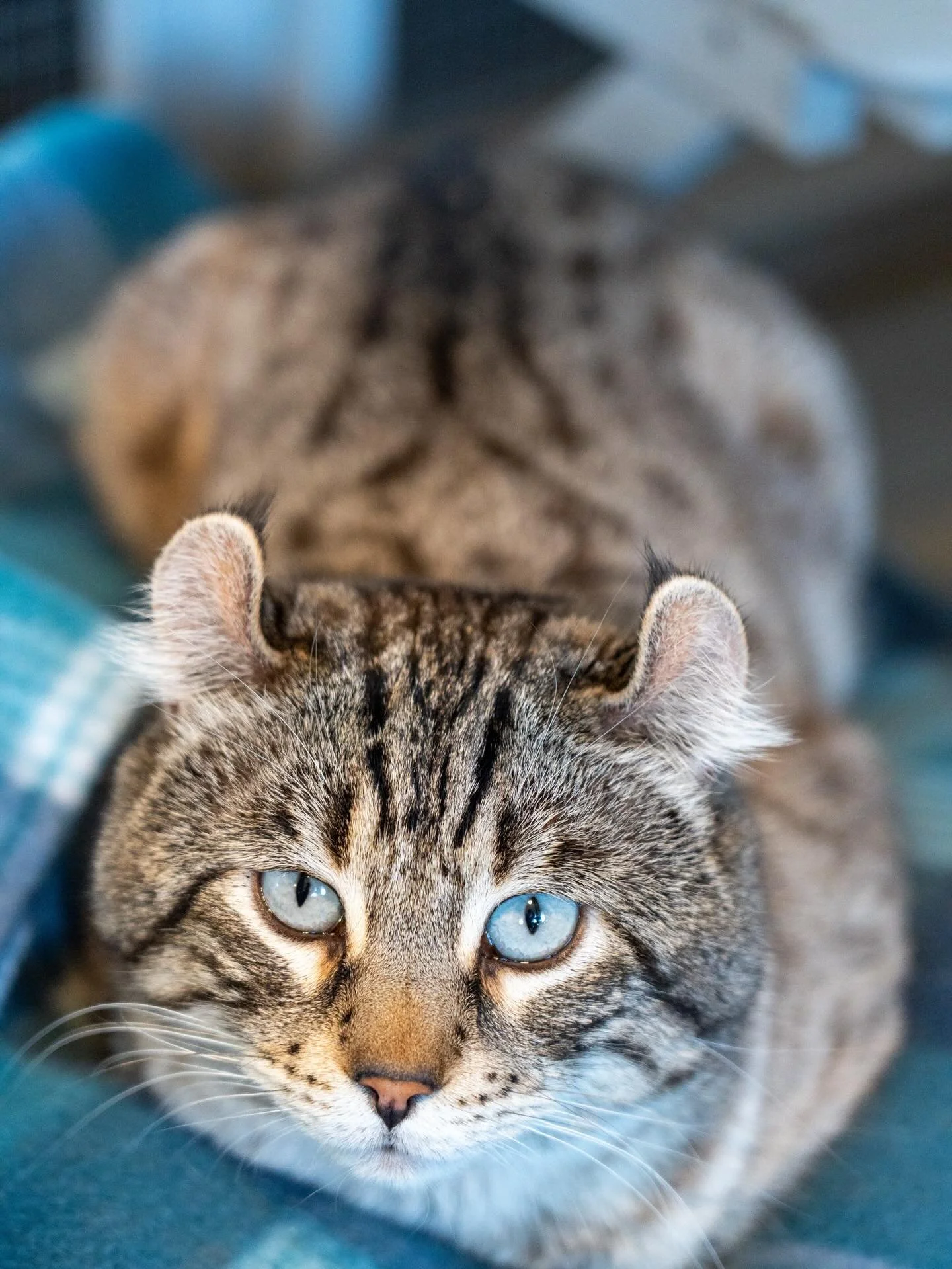 Meet Teddy.
This handsome guy came to us from the Mancos/Cortez area and is about 2 years old. With his striking markings, tufted ears, and big blue eyes, Teddy has a wild, bobcat-like look that&rsquo;s hard to miss.

Teddy is still settling into our