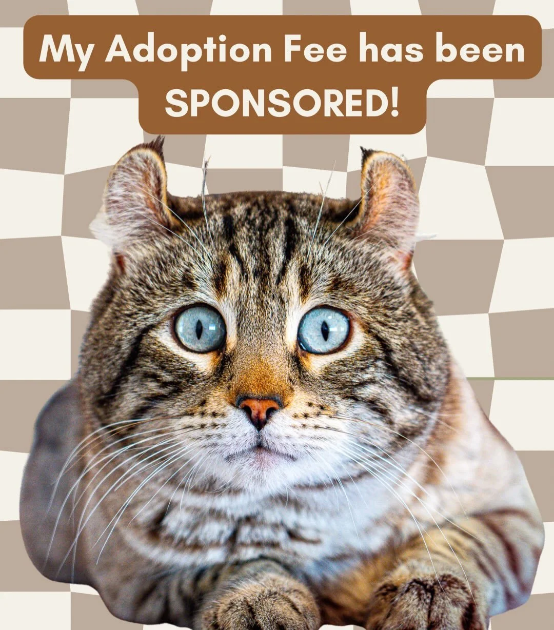 Teddy has a sponsor! 💙
Thanks to a very generous supporter, Teddy&rsquo;s adoption fee has been fully covered &mdash; now all that&rsquo;s left is finding him the right home.
If you think you might be his person, the next step is to submit an adopti