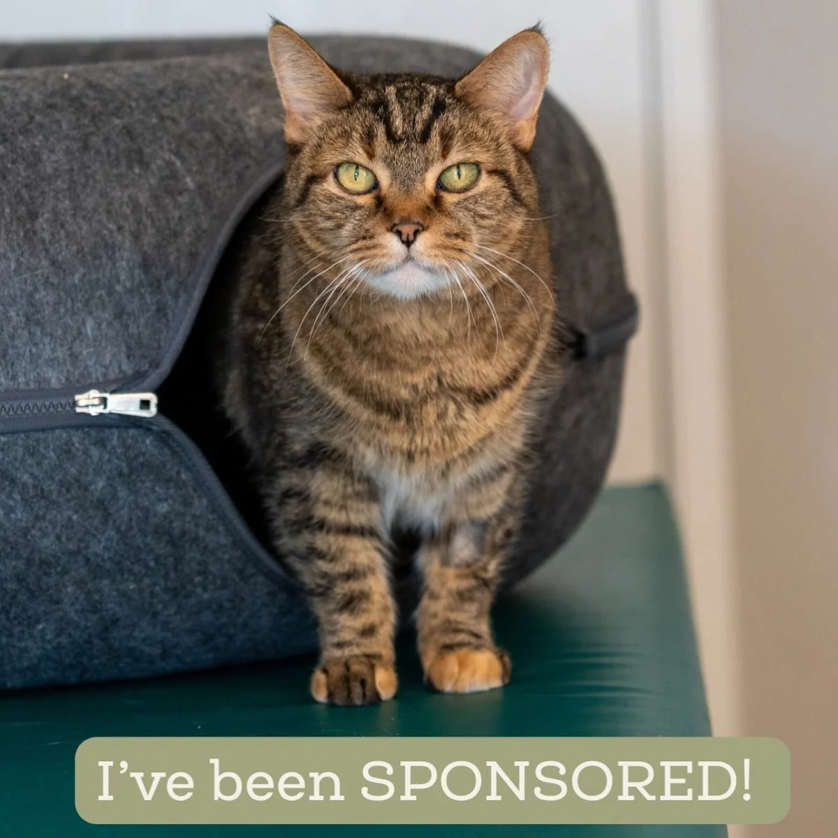 J-Lo&rsquo;s adoption fee is sponsored! 💗
This sweet girl was heartbreakingly left behind when her family moved away, but she is still a total lover who just wants to be close to her person.

Right now, J-Lo is overwhelmed in our space and spends mo