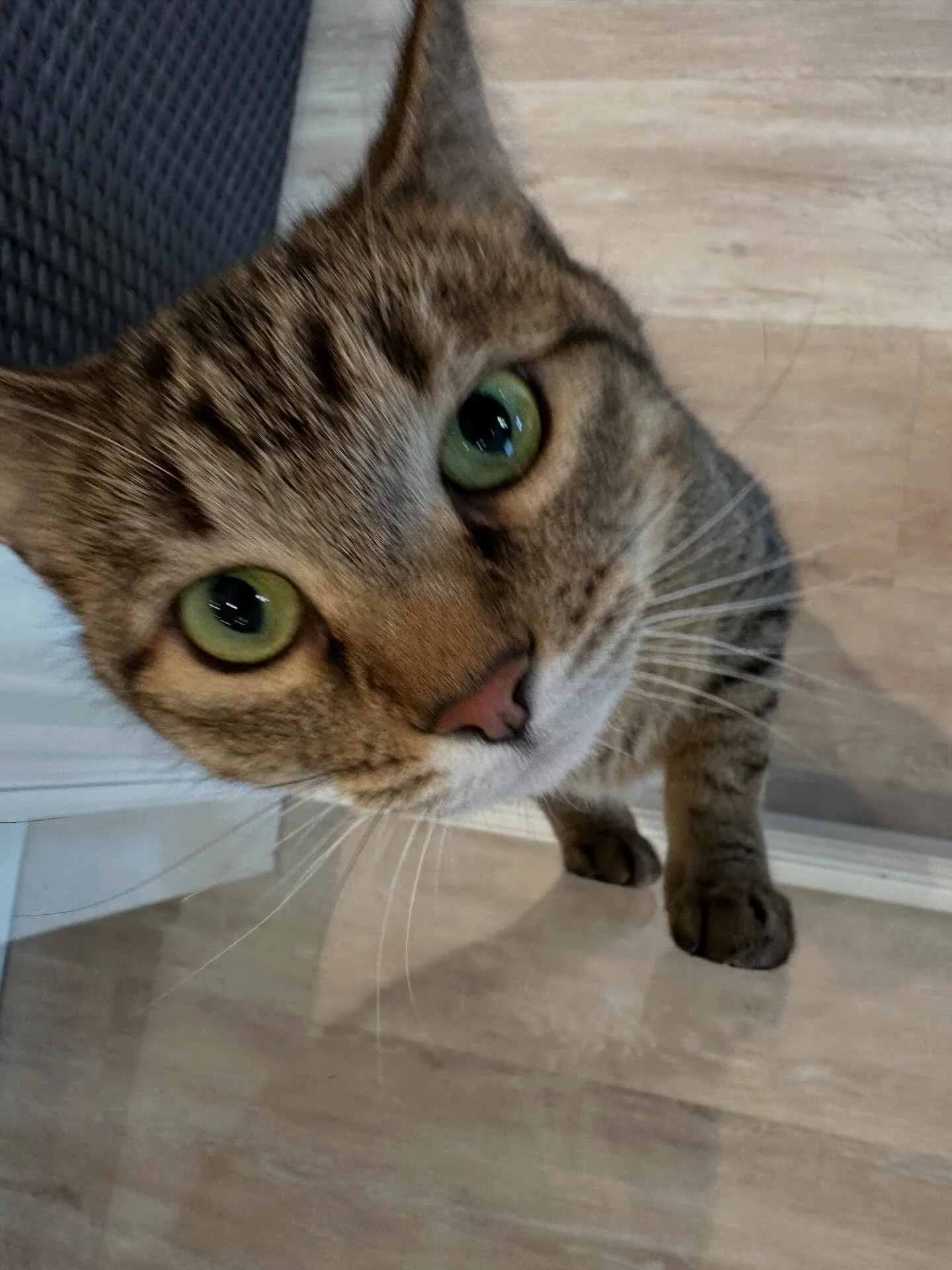 **UPDATE** 
CLEO WAS ADOPTED! 🥹🥹🥰🥰

Meet Cleo 💗
This 9-year-old sweetheart lost her entire world when her beloved human dad passed away. After being an only cat her whole life, the noise and change around her have been overwhelming.

But in quie