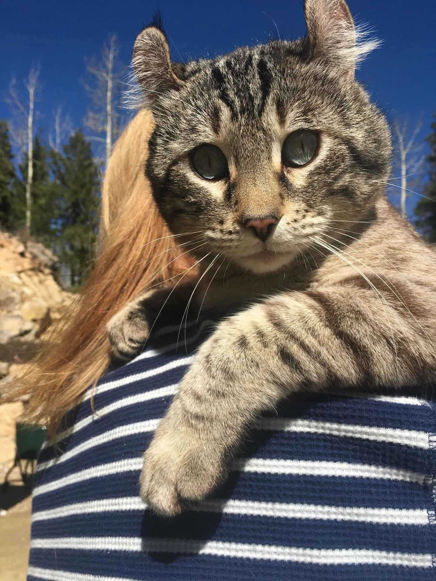 Teddy (now Monkey) update! 
He is truly living his best life and we couldn&rsquo;t be happier! This once sassy little guy is now soaking up all the love, comfort, and royal treatment he deserves. 

A huge thank you to the amazing couple who welcomed 