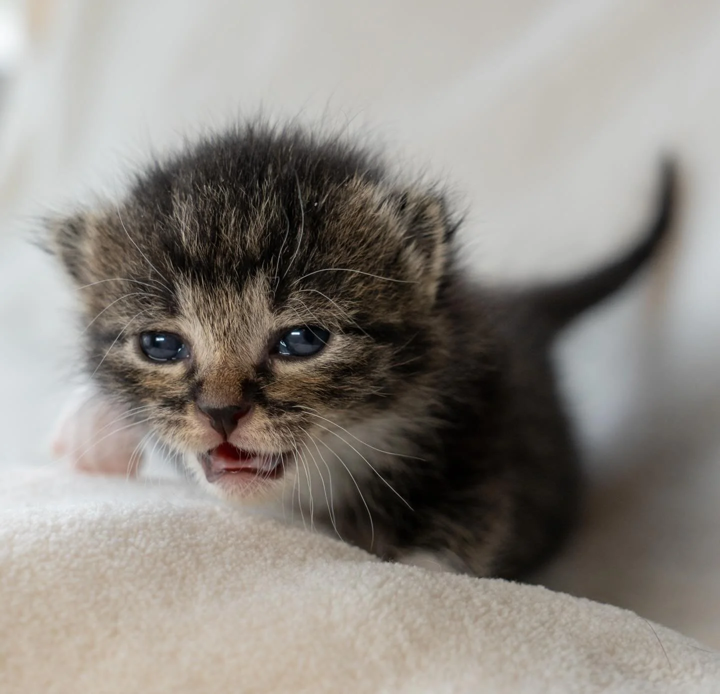 It&rsquo;s kitten season&hellip; aka tiny babies, big needs, and a whole lot of chaos (the cute kind 🐾).

Many of these little ones arrive without a mom, which means we become their everything&mdash;their warmth, their food, their comfort. At this a