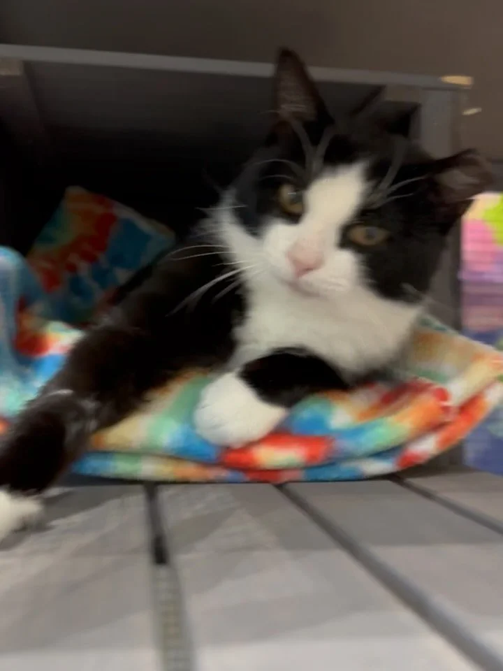 🐾💚 Meet Axel 💚🐾

Axel is a total lovebug who will absolutely melt in your arms. At around a year old, all he wants is to find his person (or people) to shower with affection.

He came to us from an outdoor situation in Cortez after surviving a ra