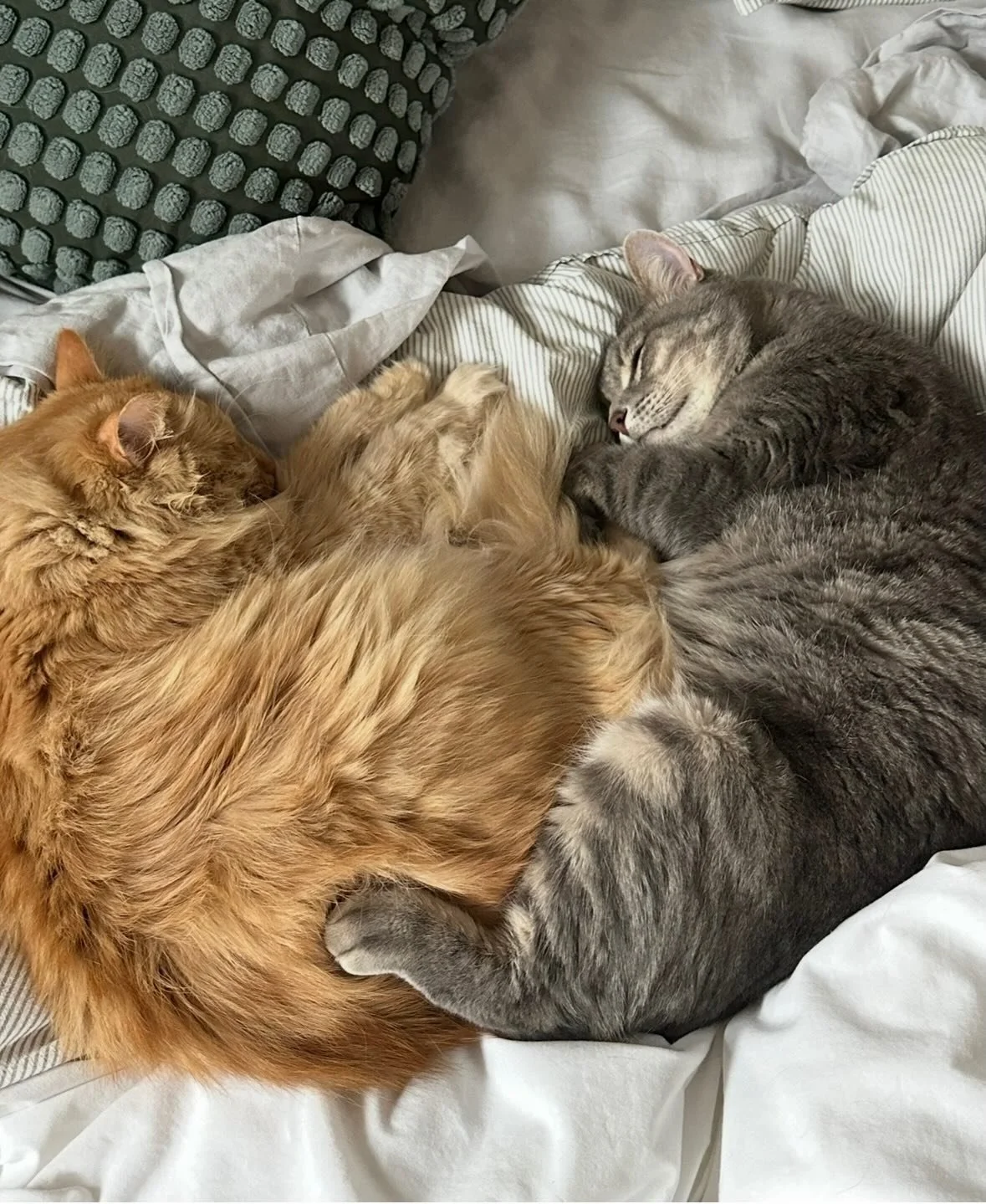🐾 Courtesy post for a Bonded Pair Looking for Their Forever Home 🐾 

Meet Arlo and Ozzie, two handsome 5-year-old boys searching for a loving home together. These &ldquo;brothers from another mother&rdquo; were originally rescued from the streets o