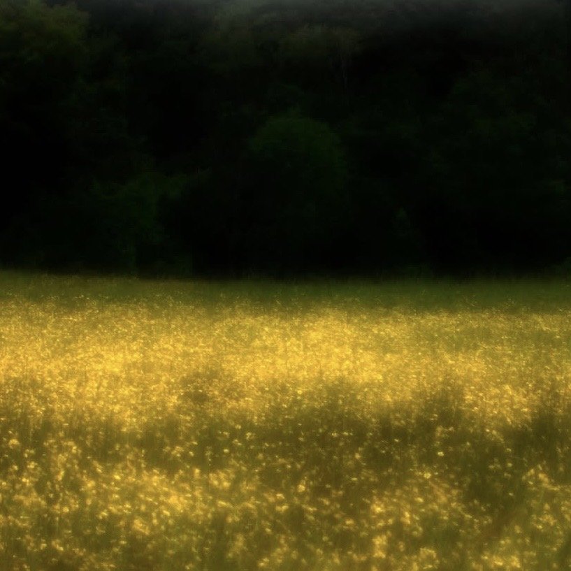 Linnea Nugent, Light of the Living, Photograph, 12 x 12