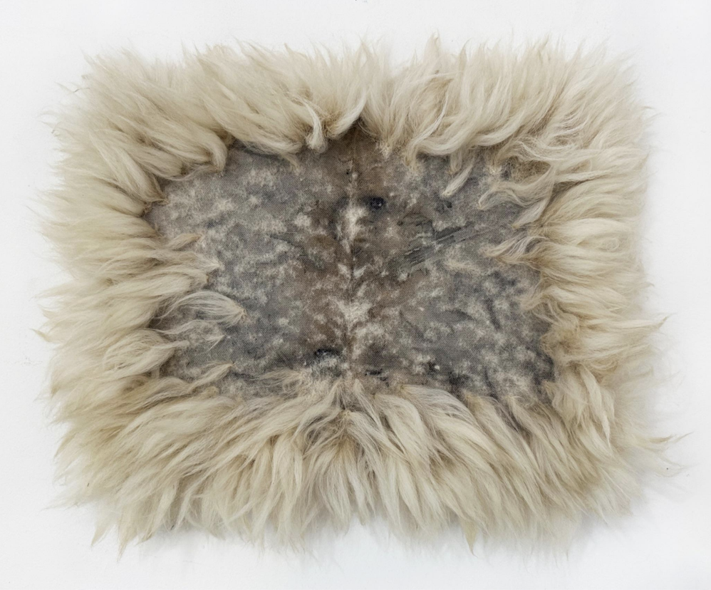 Julia Hames, “Eriosomatinae”, Logwood and Alpaca on Canvas, 13” x 17”, 2025