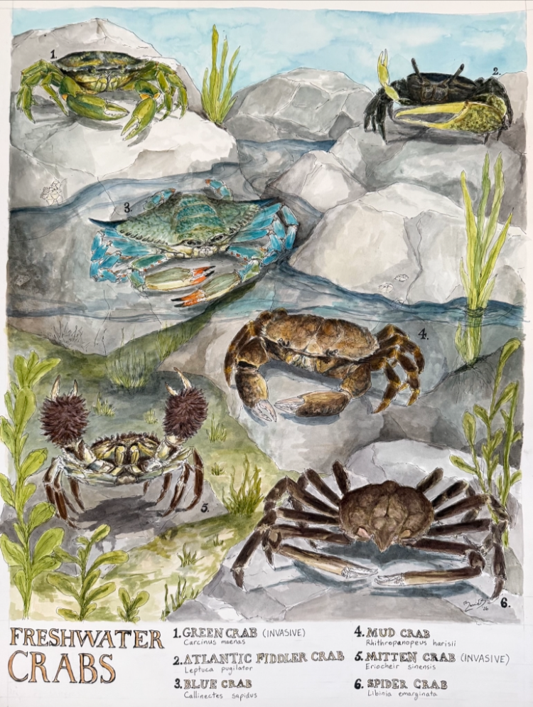 Rainier Bernhardt, “Freshwater Crabs”, Watercolor on Rag Paper, 18 x 24”, 2026