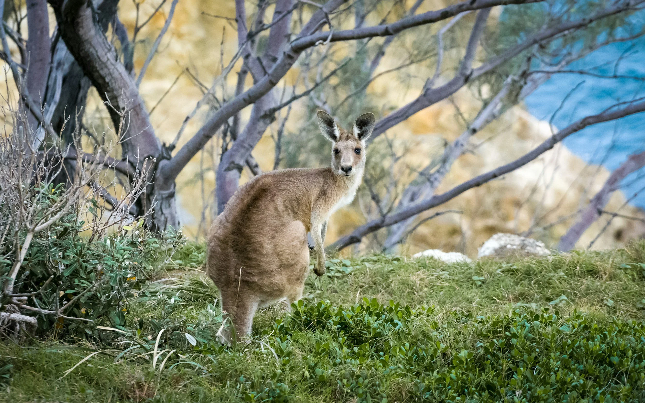 Kangaroo, wildlife, Australia, trees
