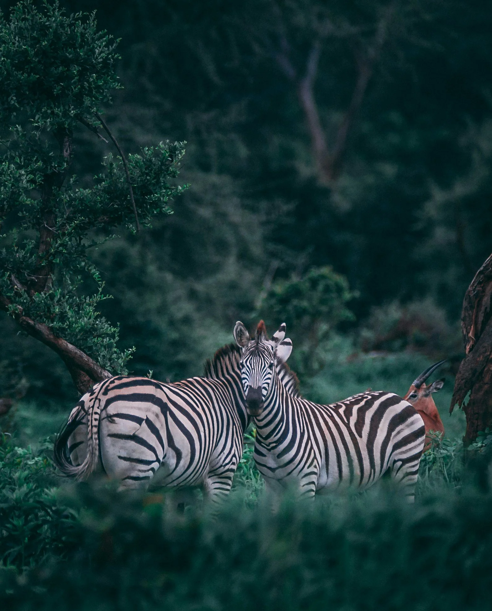 Zebras in the Savanna, greenery, wildlife, animals, Africa