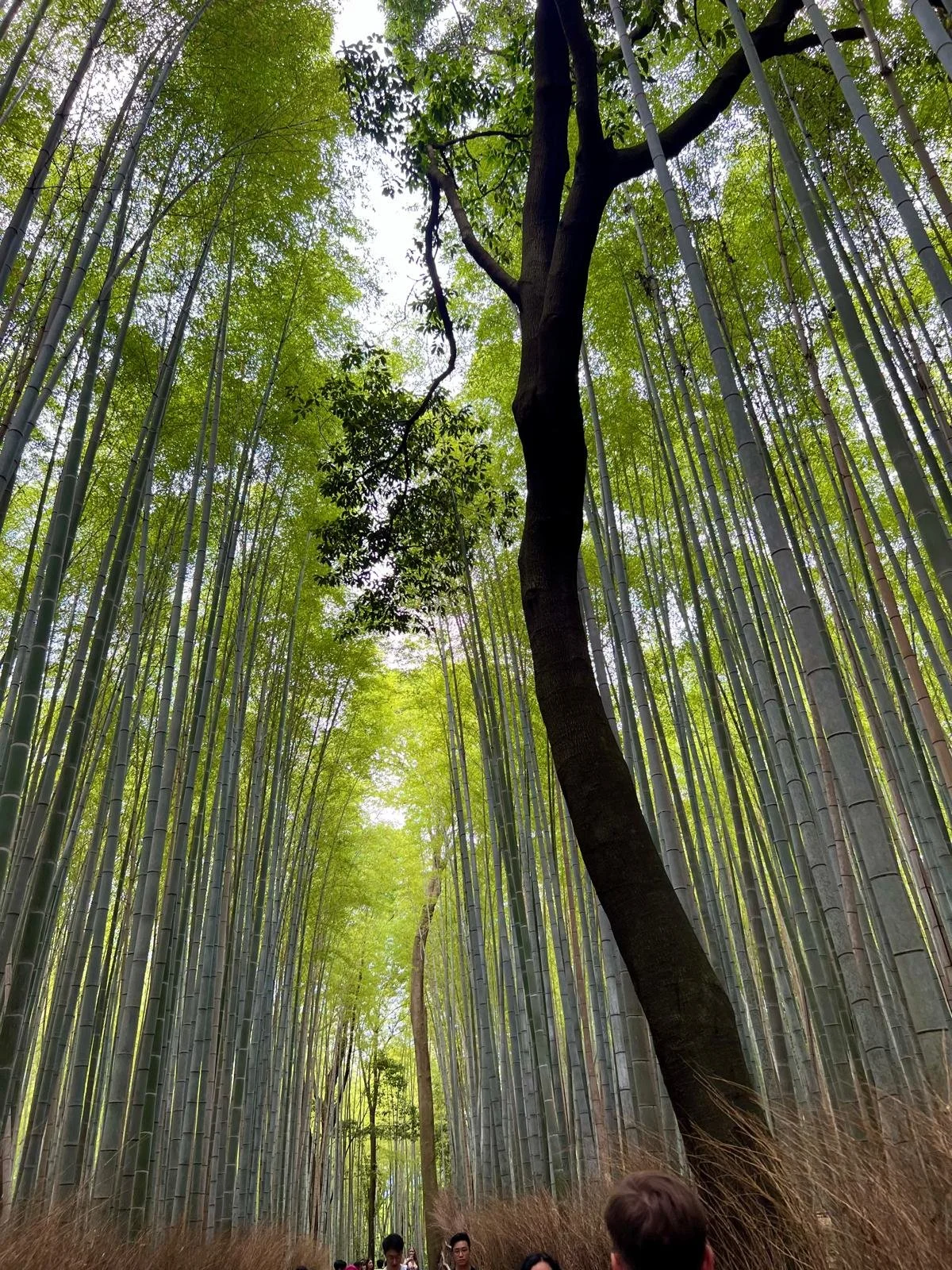 Arashiyama Bamboo Grove, Kyoto Japan, Forest, trees, greenery