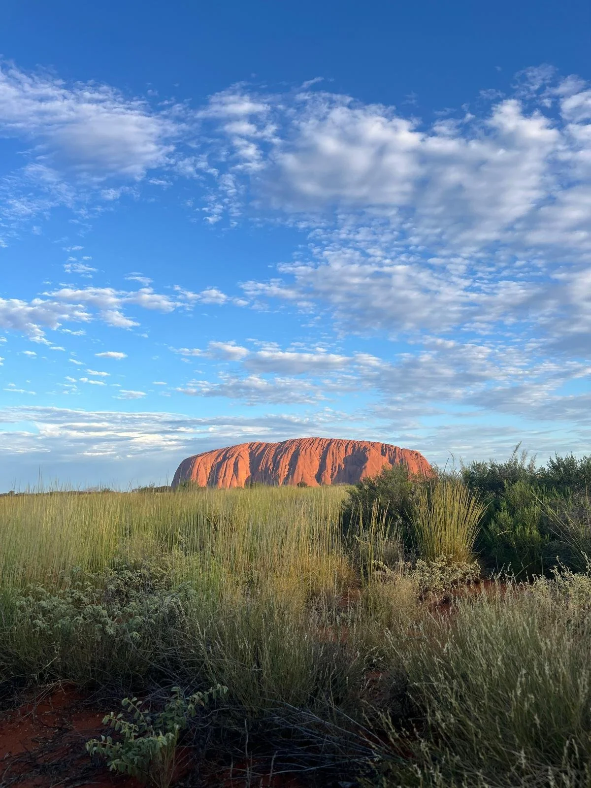 View of Uluru/Ayers rock during sunset in the grasslands
