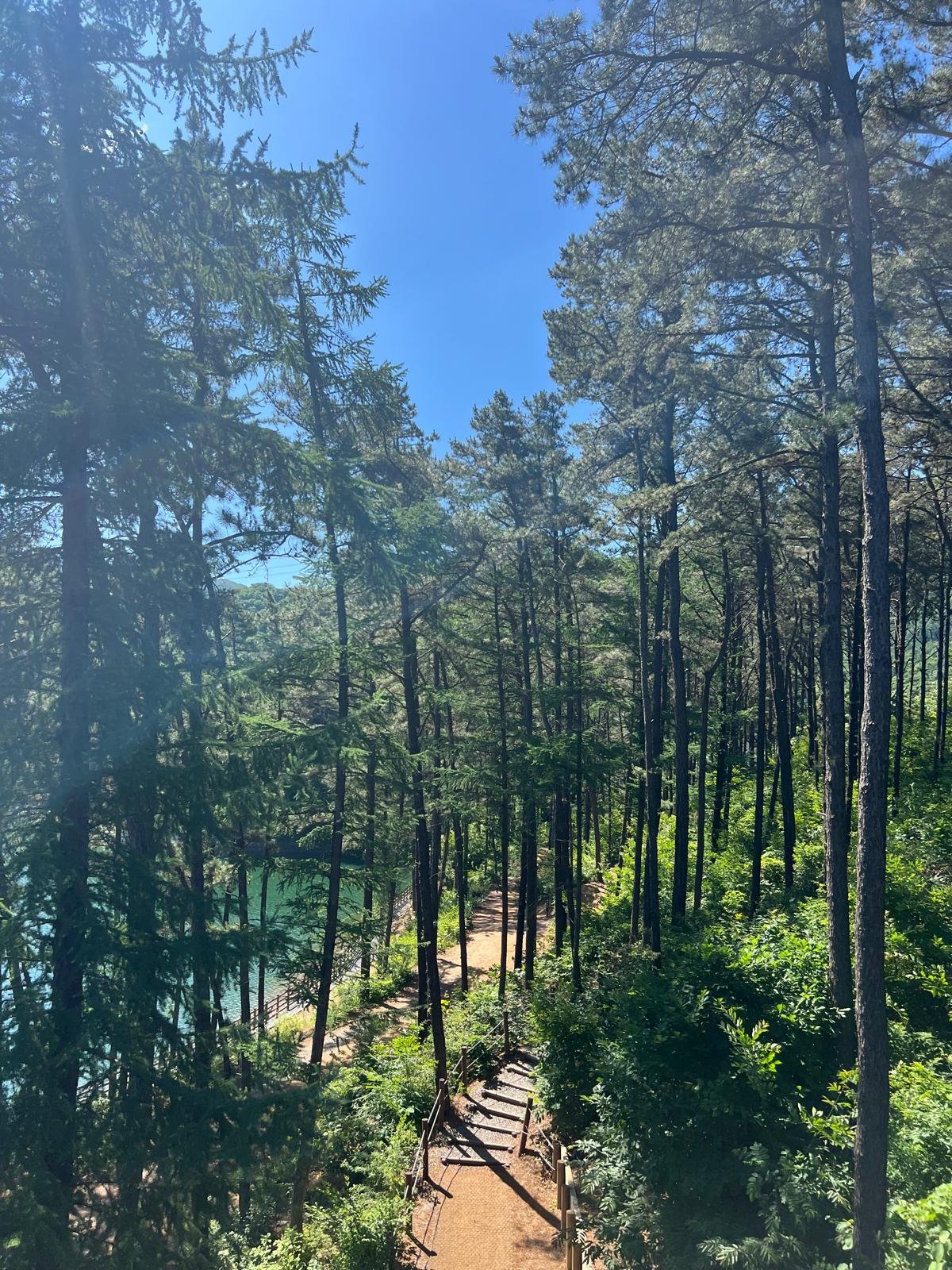 Majang Resevoir, Paju, Gyeonggi-do on the way to the DMZ tour featuring beatiful trees, forests, nature, reservoirs and lakes near the Puja region, South Korea