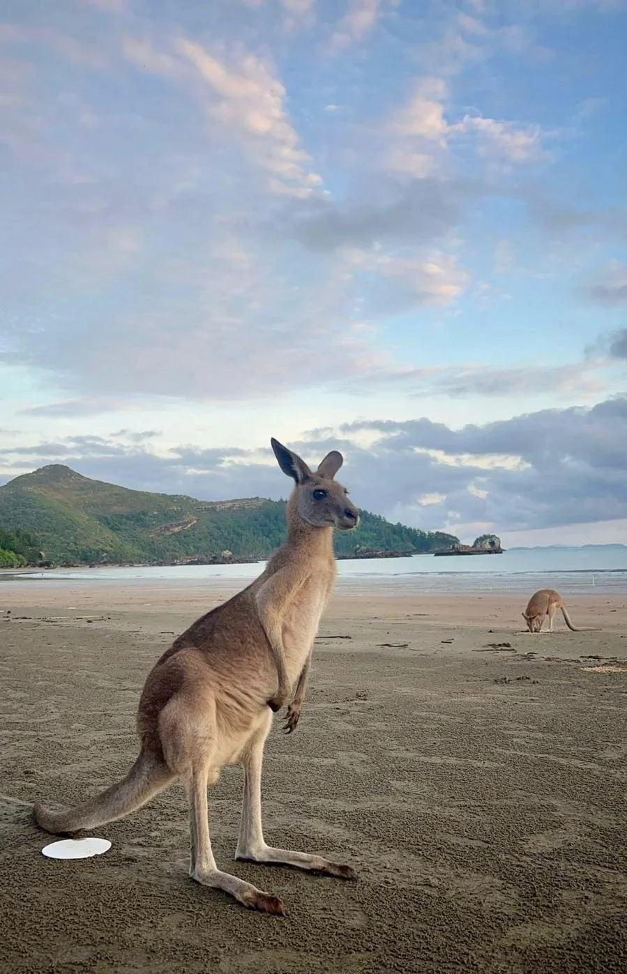 Kangaroo upclose during the sunrise in Cape Hillsborough