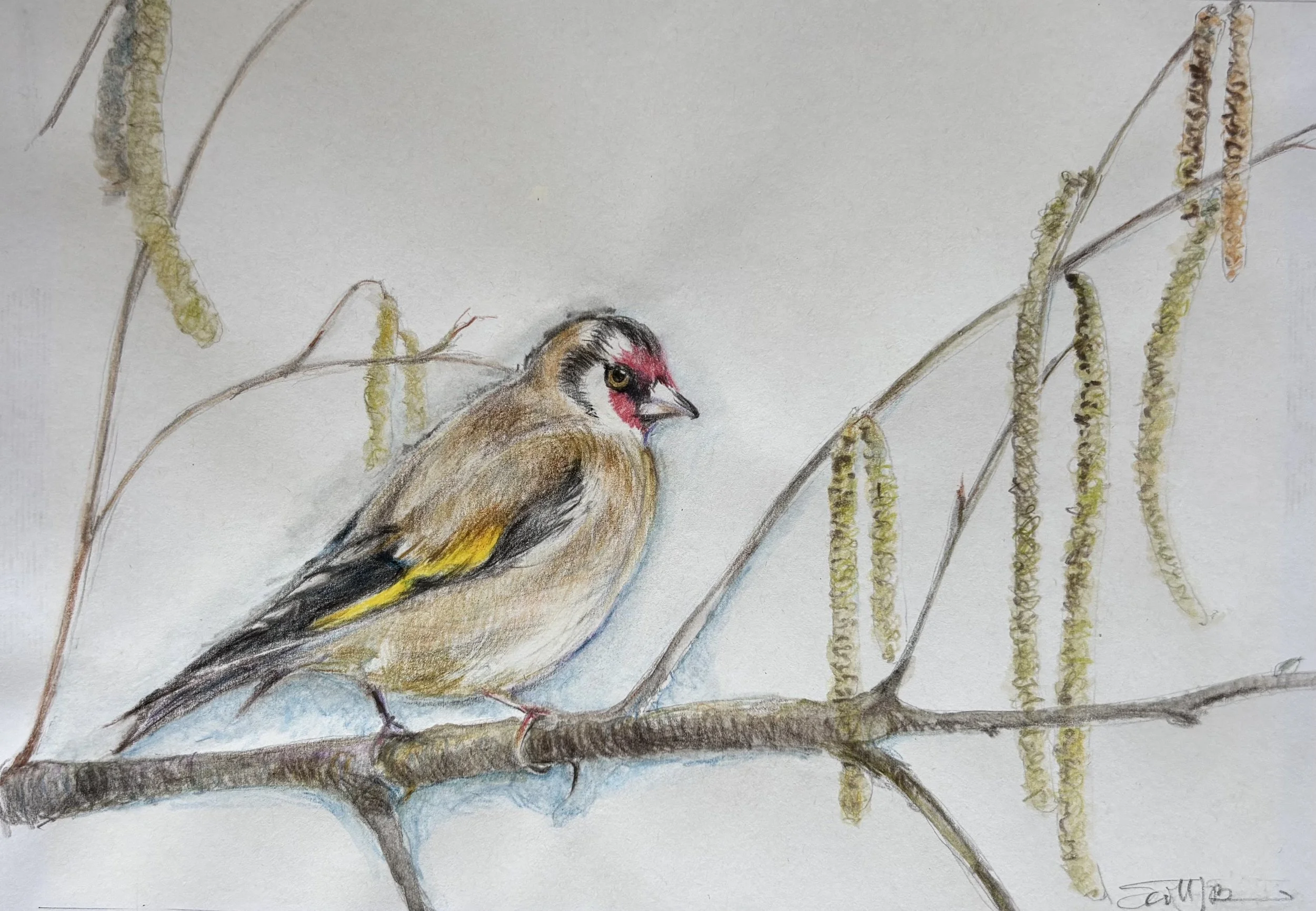 Goldfinch with Catkins Print