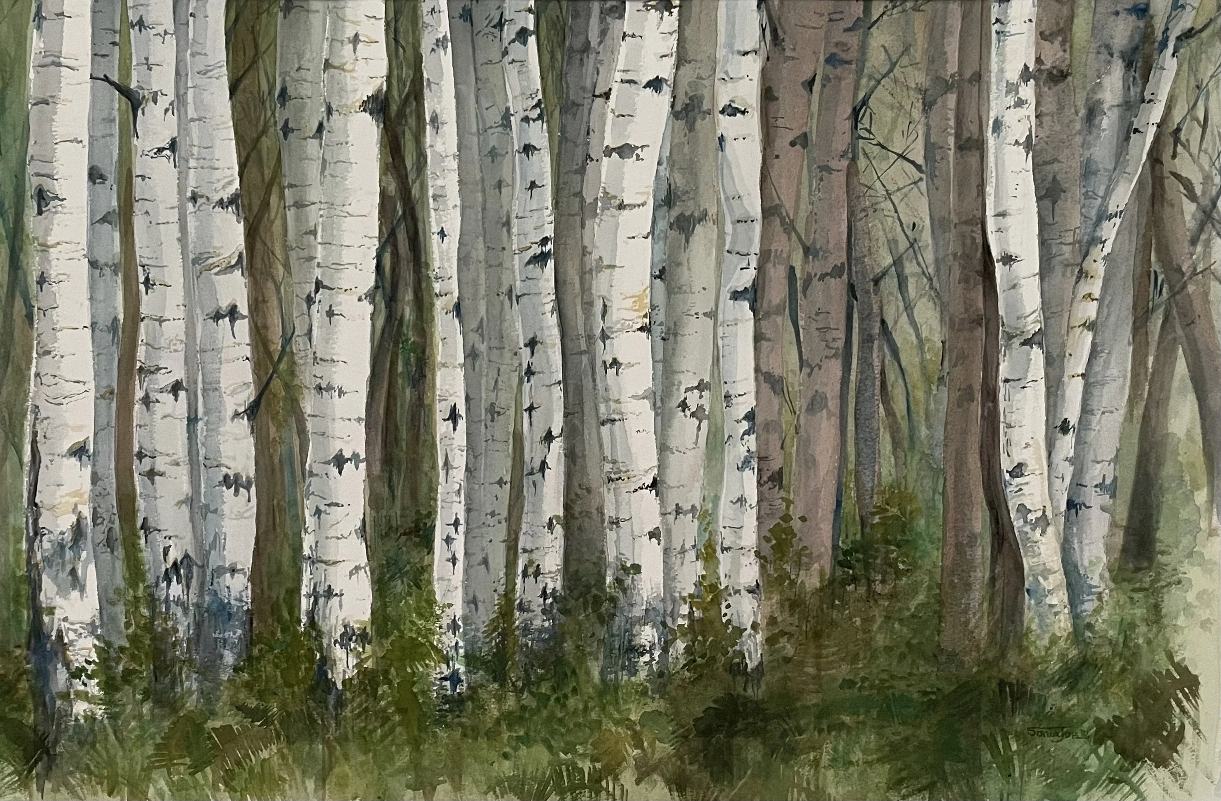 Sliver Birches.jpeg