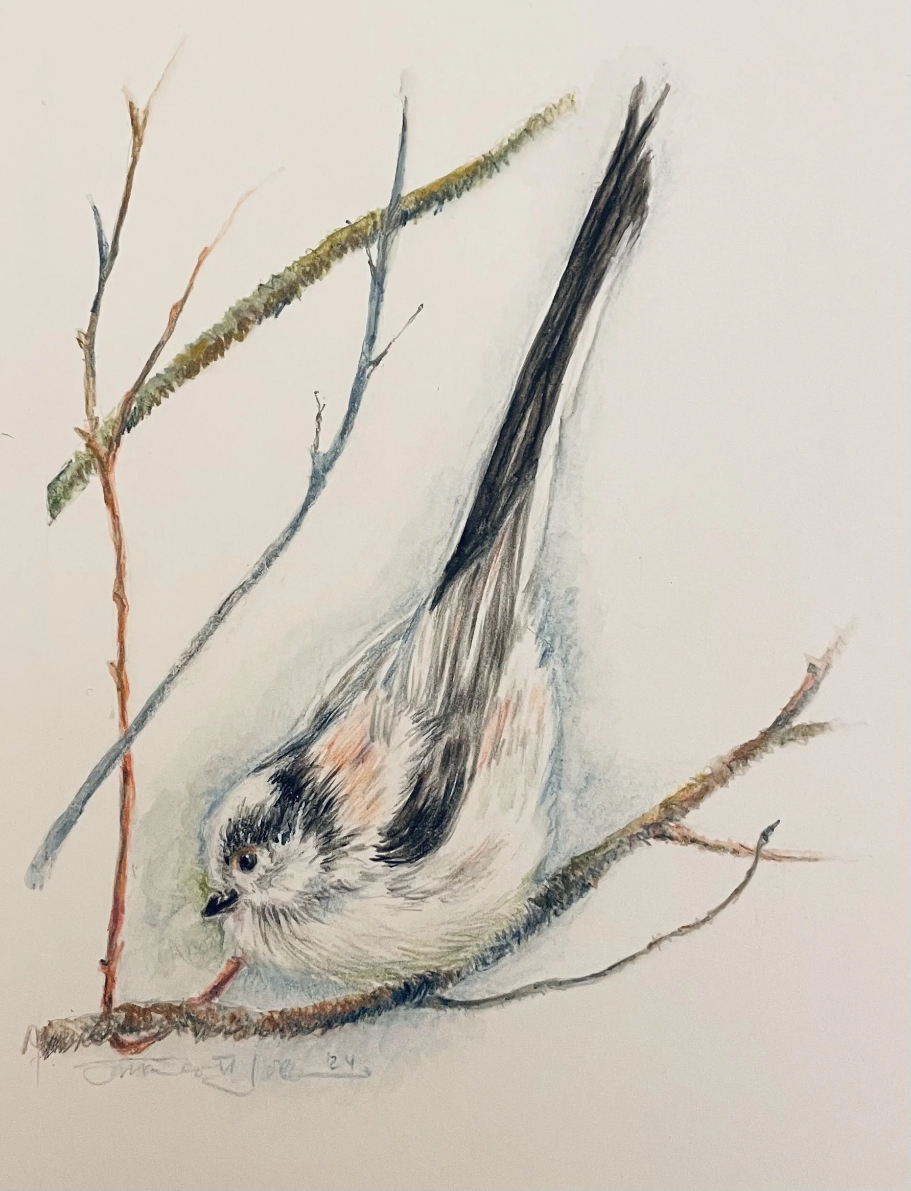 Long-tailed Tit Print