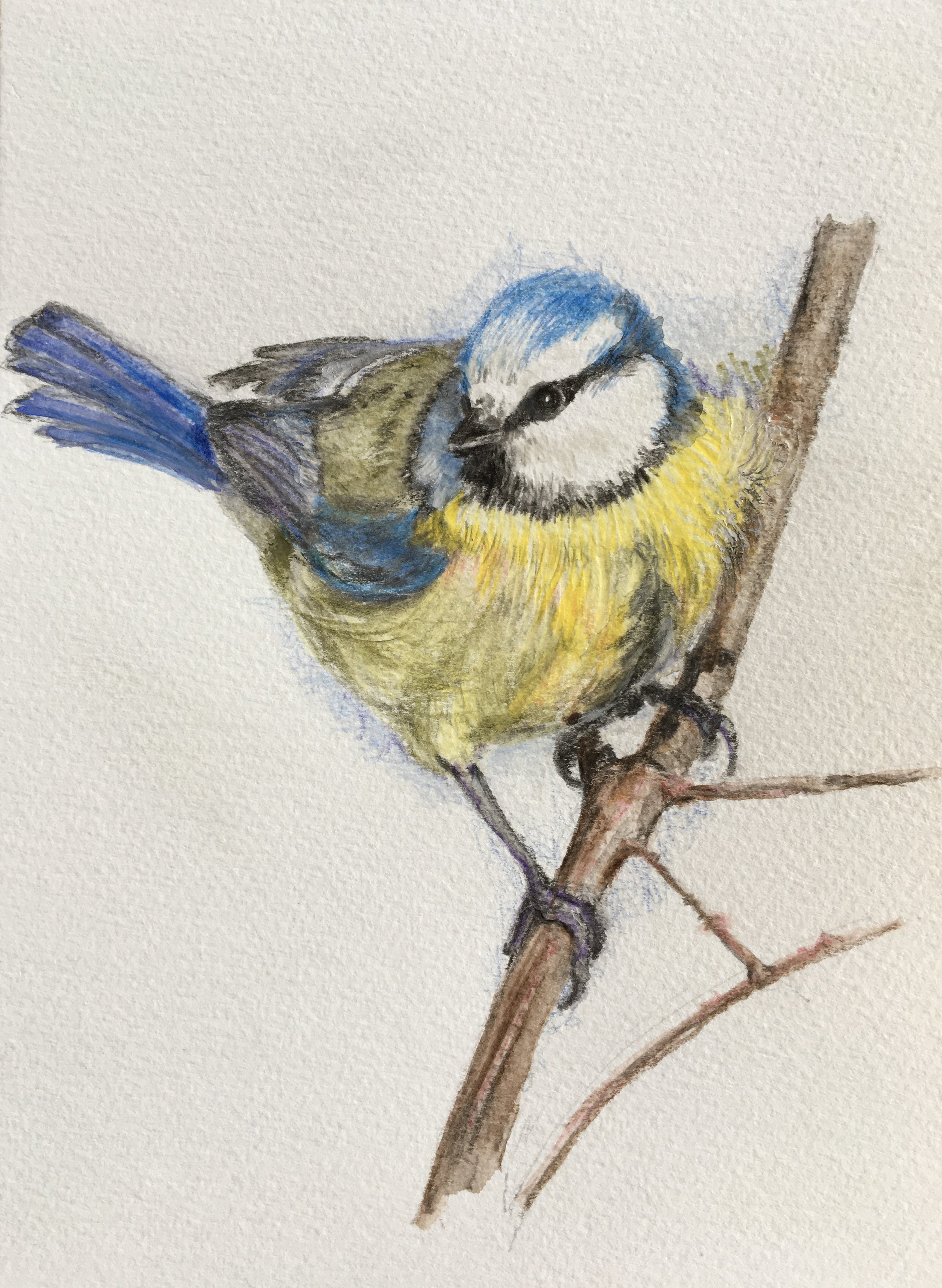 Blue Tit