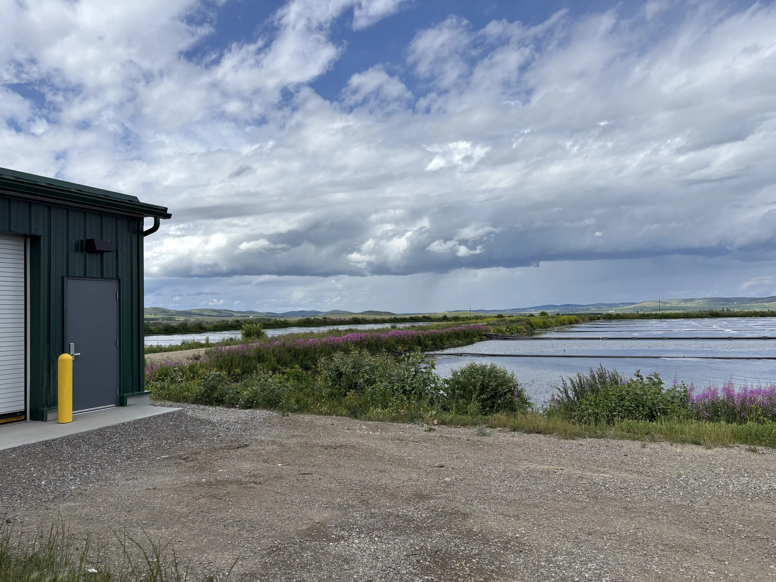A landscape scene with a green industrial building on the left, a gravel surface in the foreground, a body of water with blooming purple flowers in the middle ground, and rolling hills under a cloudy blue sky in the background.
