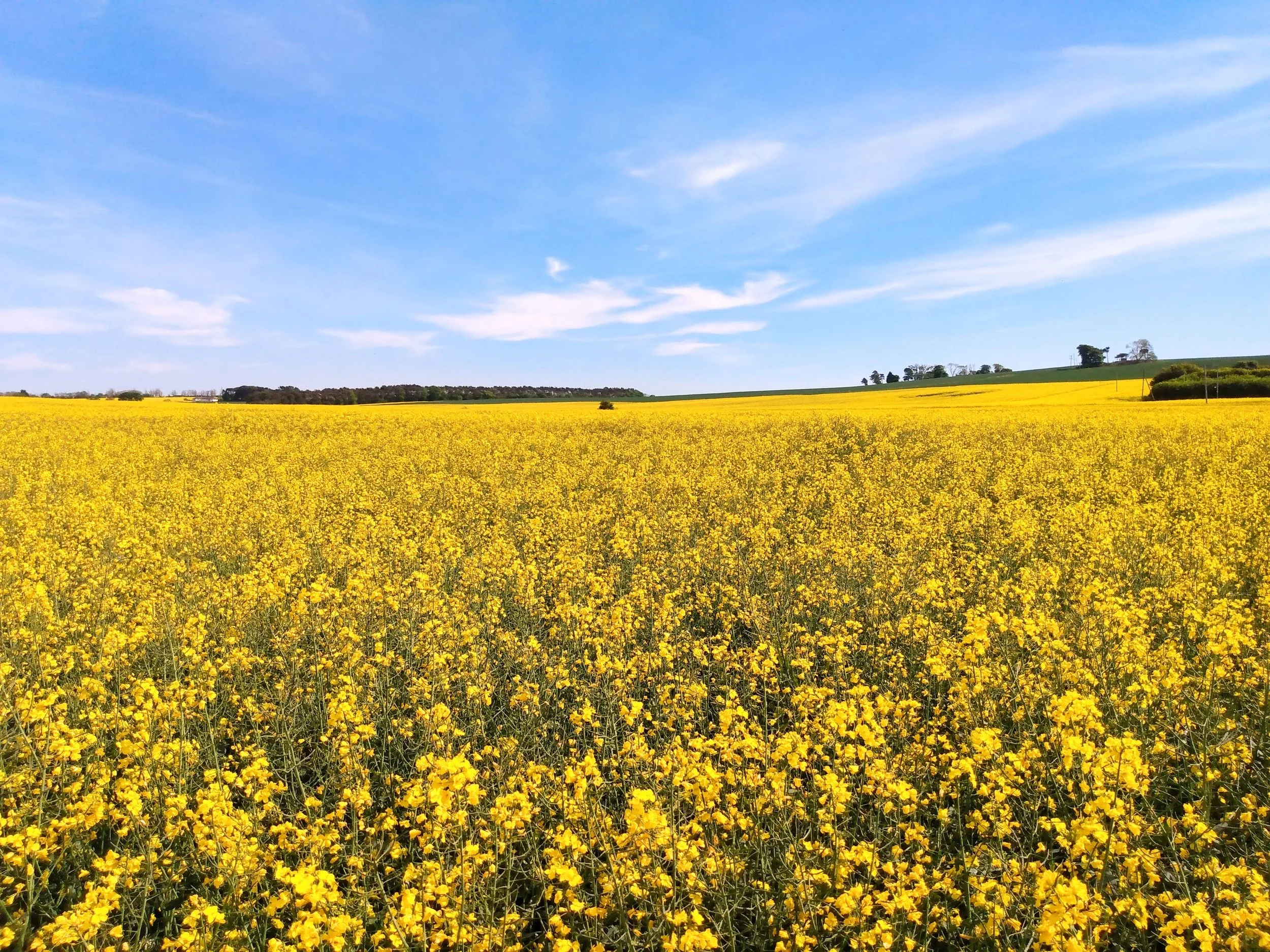 "Canola Fields", 2020. St Andrews, Scotland.