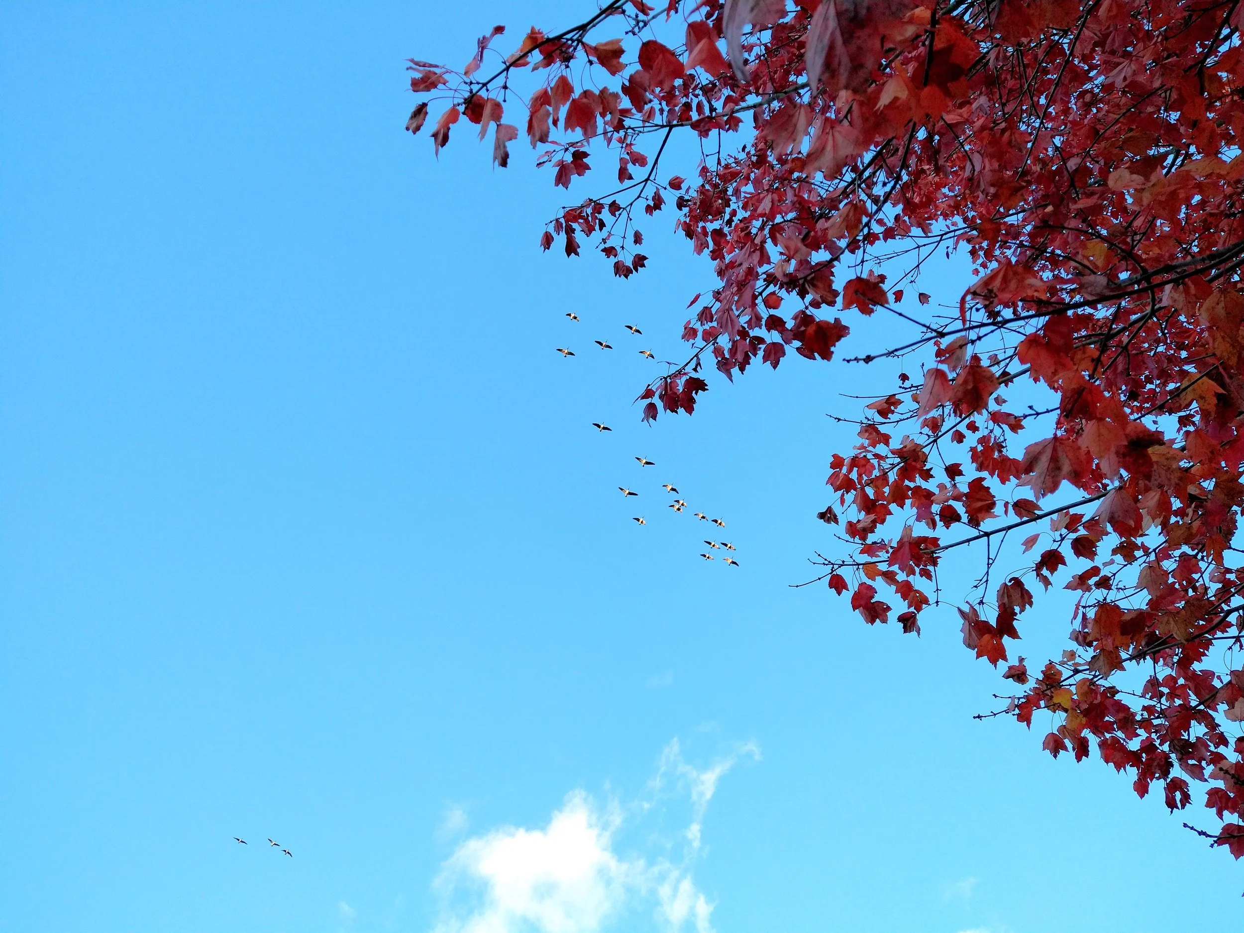 Autumn with flying geese.jpg