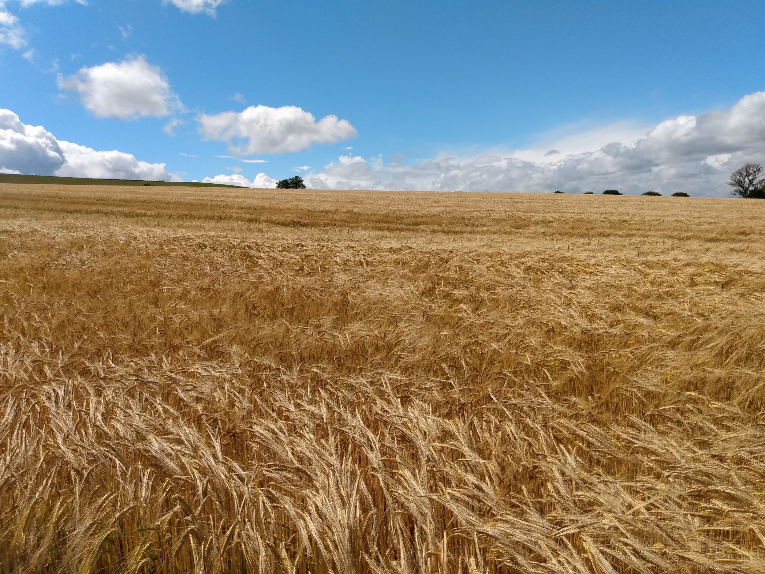 "Ripe Wheat Field". 2020. St Andrews, Scotland.