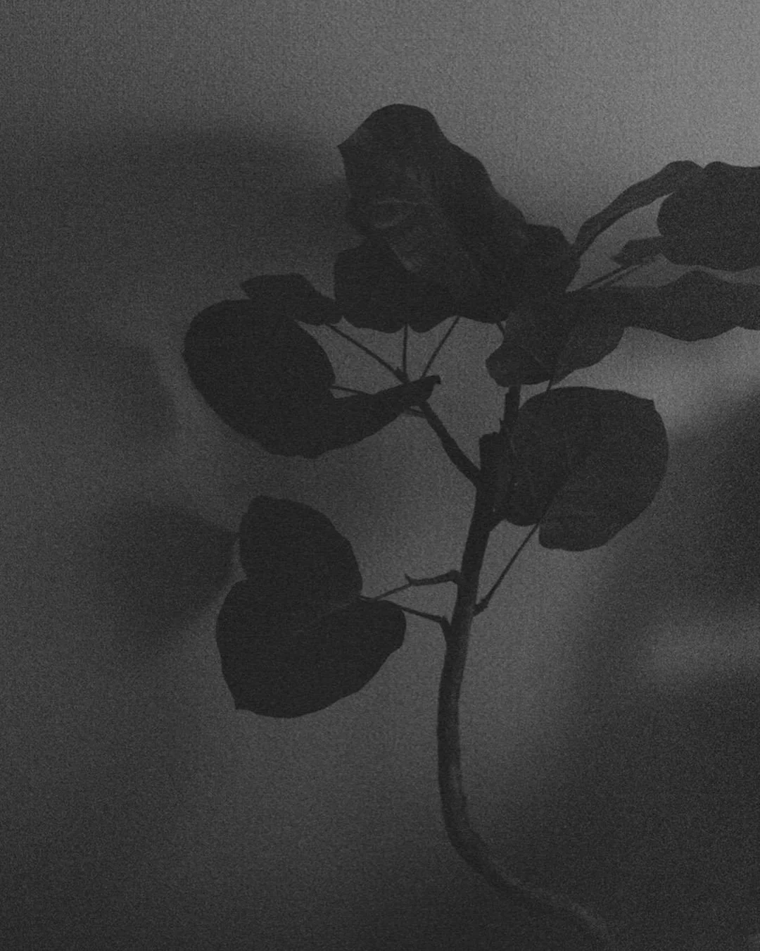 You Can’t Pick Your Family, but You Can Pick How They Die -I.O. Synn