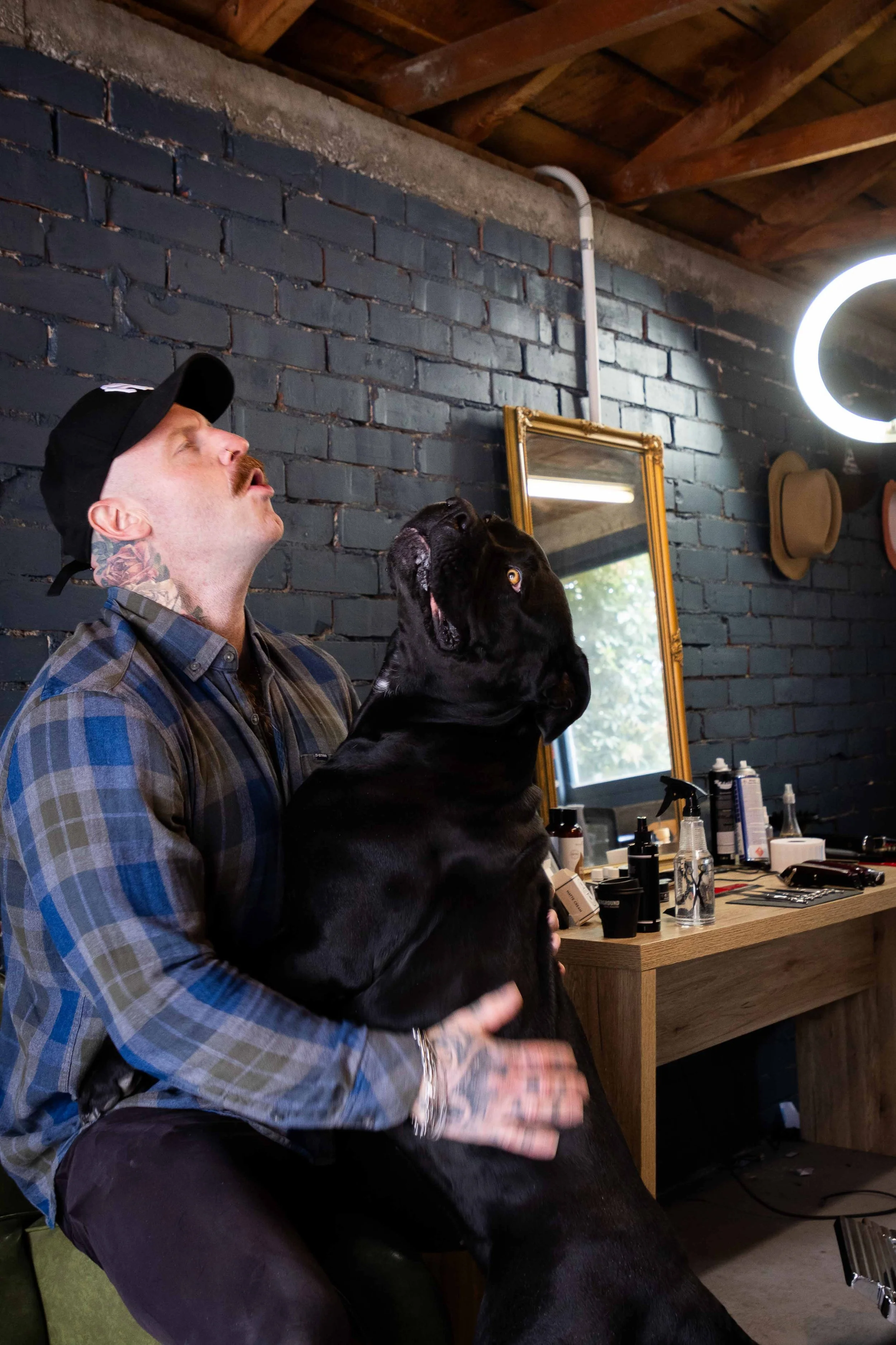 A man with tattoos and a baseball cap is sitting and holding a large black dog in a barbershop or grooming salon. The man and dog are looking upward, with the dog sitting on the man's lap. The salon has a dark brick wall, a wooden counter with grooming products, and a mirror reflecting a window and some hats hanging on the wall.