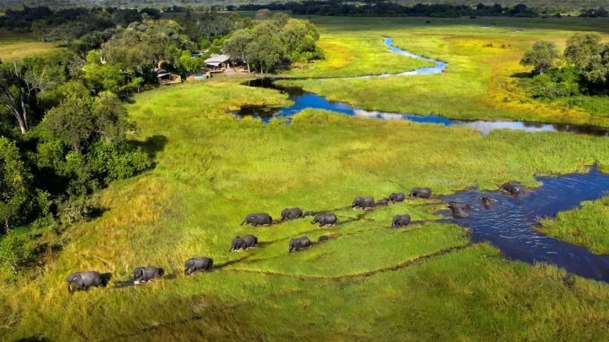 Aerial view of African elephants walking through a lush green landscape with rivers and trees.