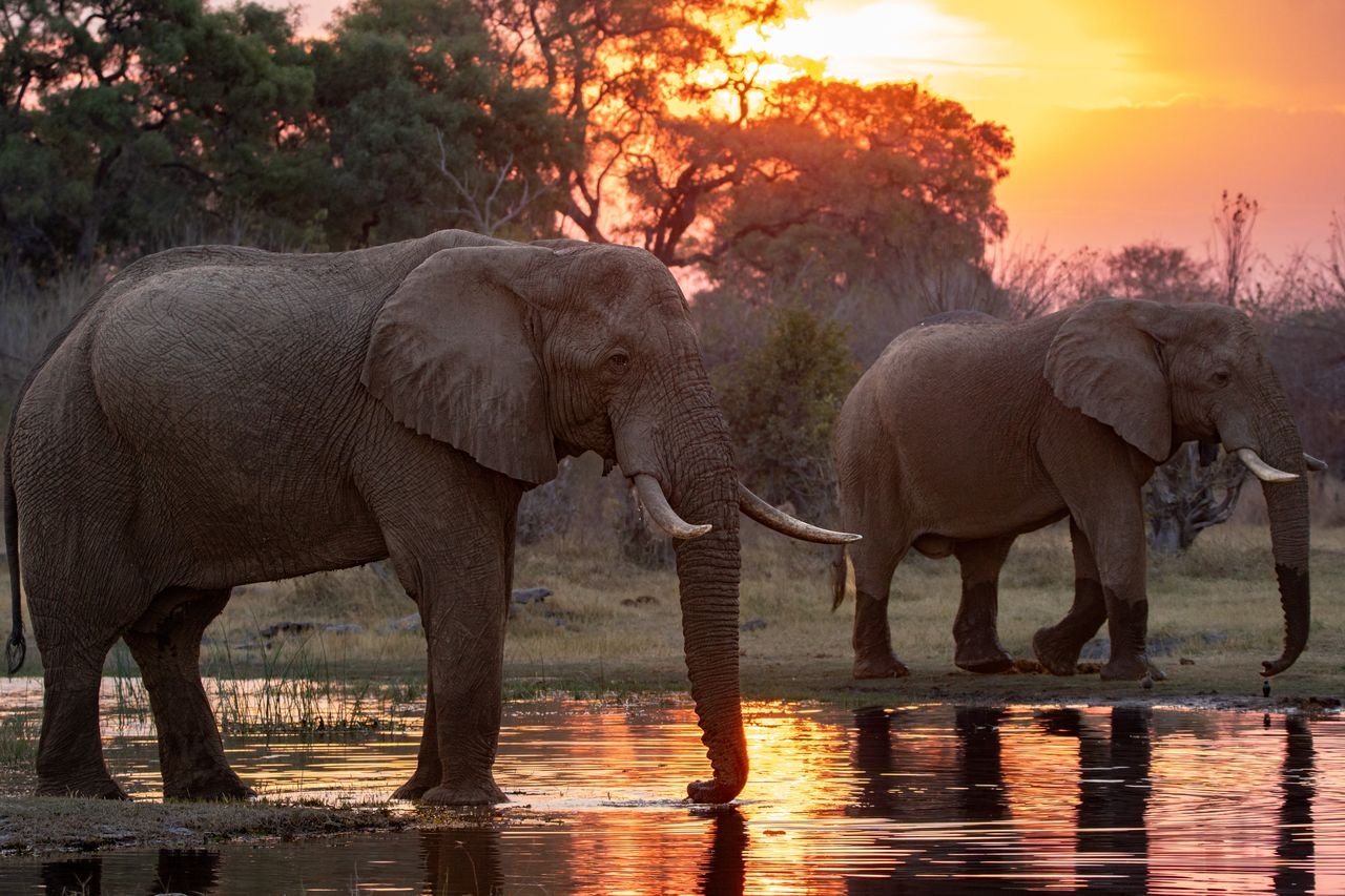 Two elephants standing at a waterhole during sunset in the savannah.