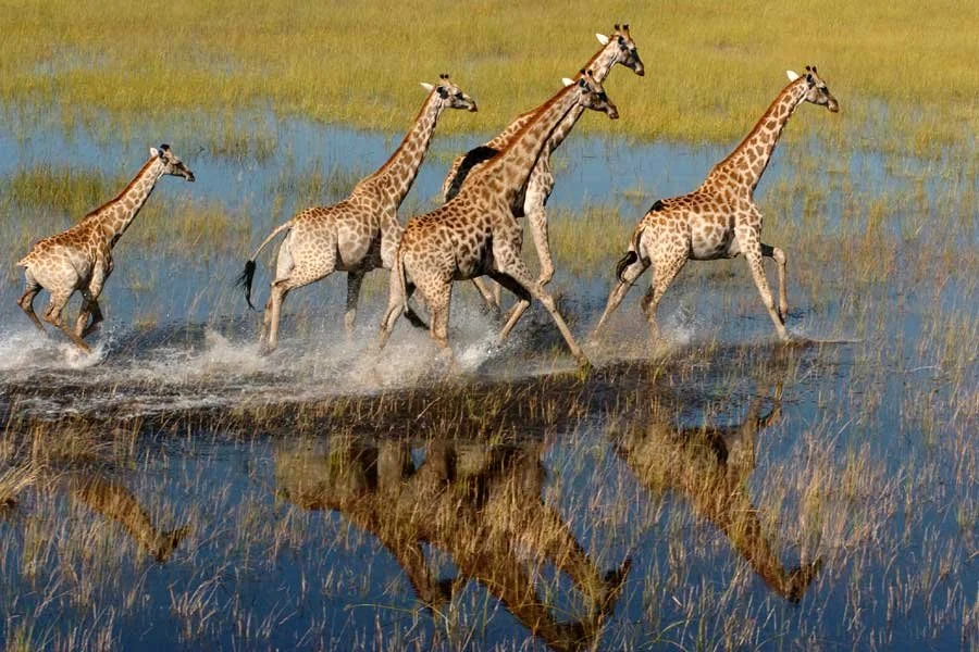 Group of five giraffes running through water in a grassy plain, with their reflections visible in the water.