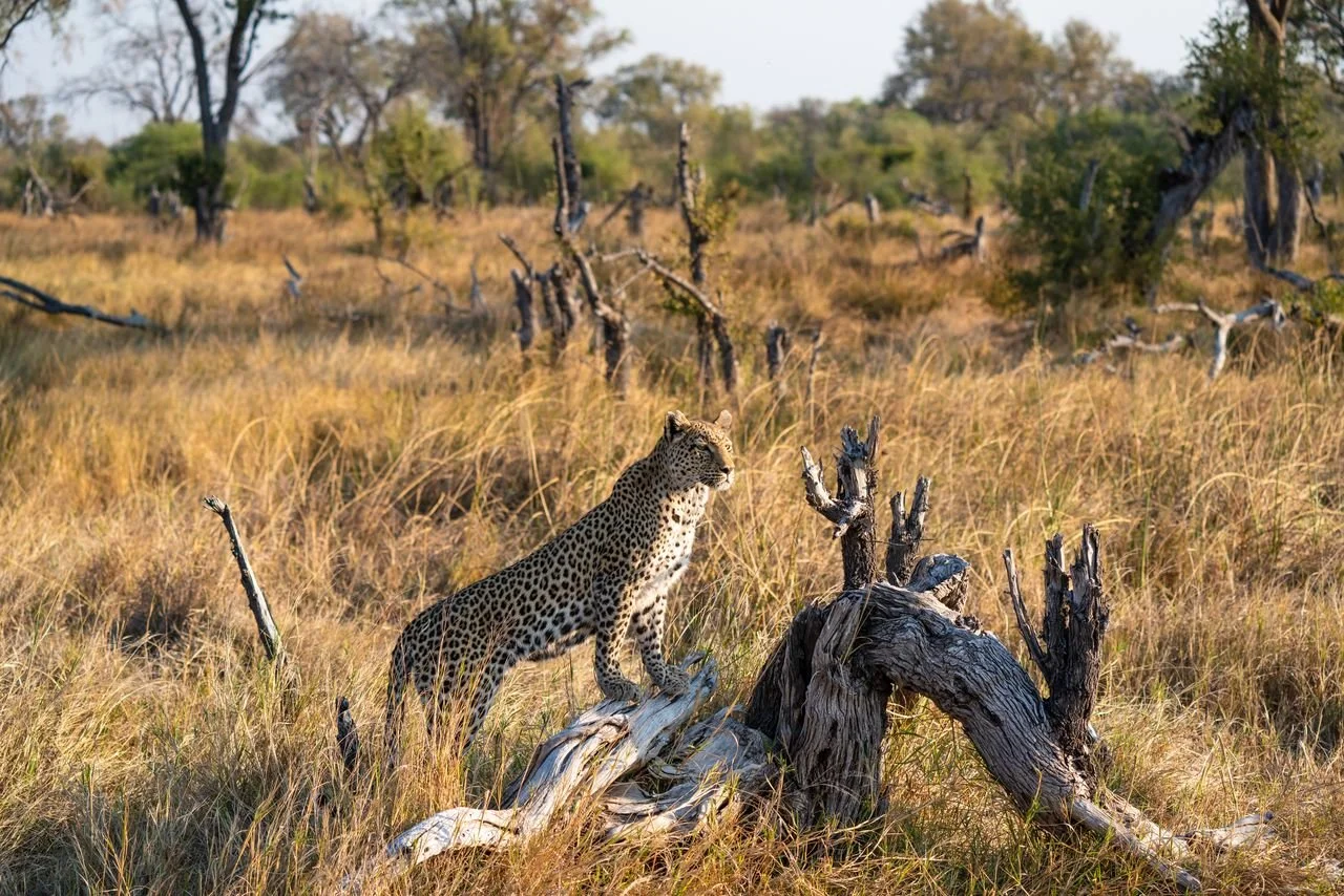 A leopard standing on a fallen tree in a grassy savannah with trees in the background.