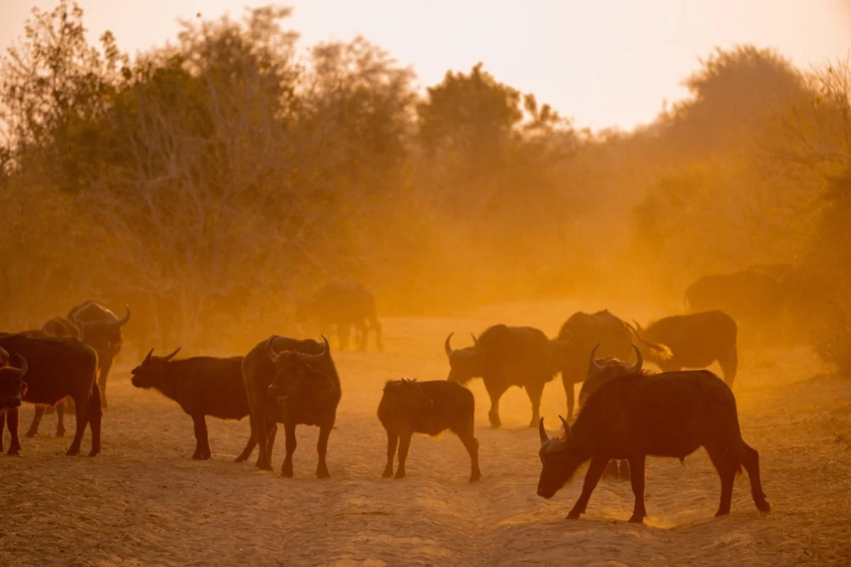 A herd of bison walking in a dusty, sunset-lit landscape with trees in the background.