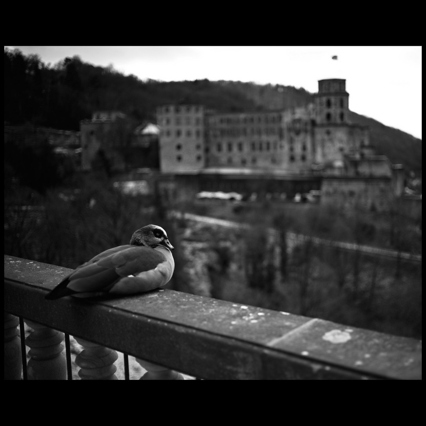 Duck and castle
Copyright Sean Hardie 2026
All photo, no AI.
.
.
.
.
.
.
.
.
.
.
.
.
#heidelbergcastle 
#heidelbergaltstadt 
#heidelbergschloss 
#cinematicmonochrome 
#monochromaticphotography 
#leicam11monochrom 
#leicam11m 
#seanhardiephotography 
