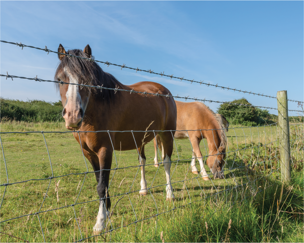 Barbed-Wire-Agriculture.png