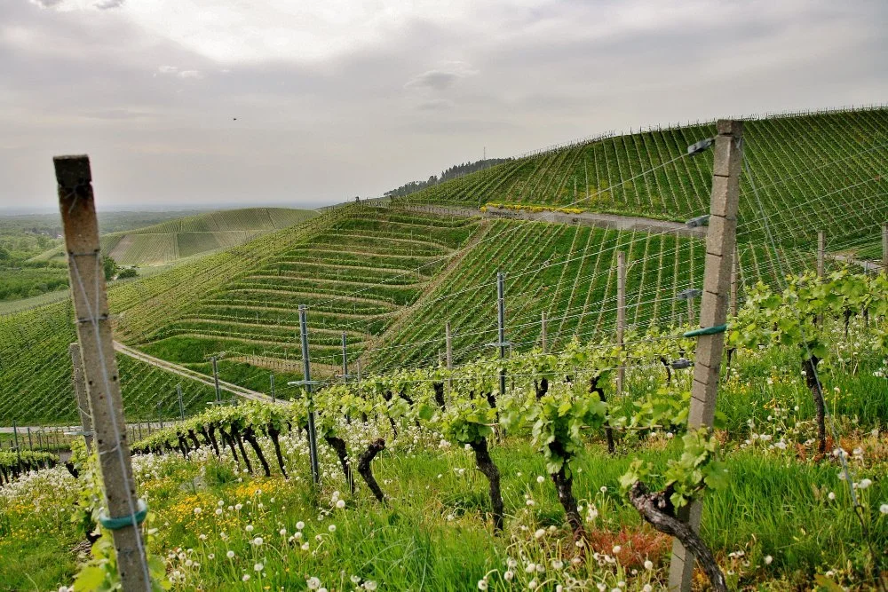 Vineyard-Wire-Agriculture.jpg