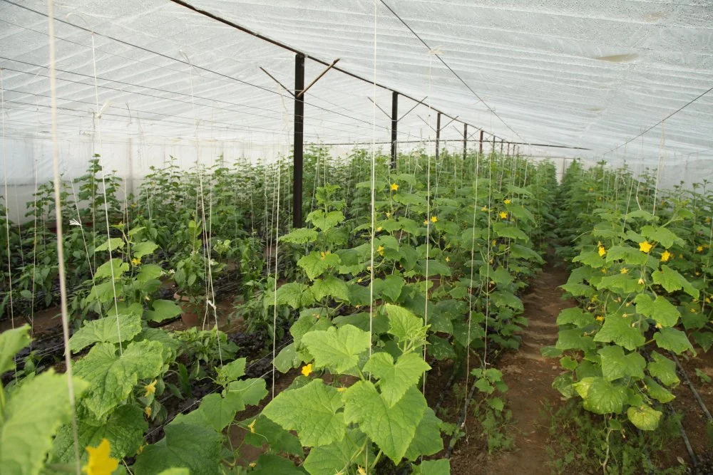 Plantation-Support-Wire-Agriculture.jpg