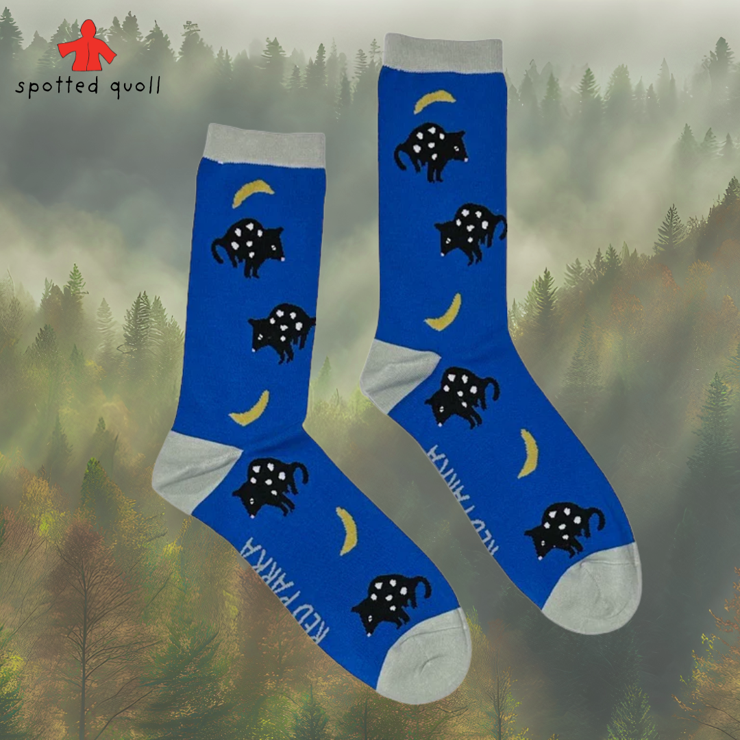 socks quoll.png