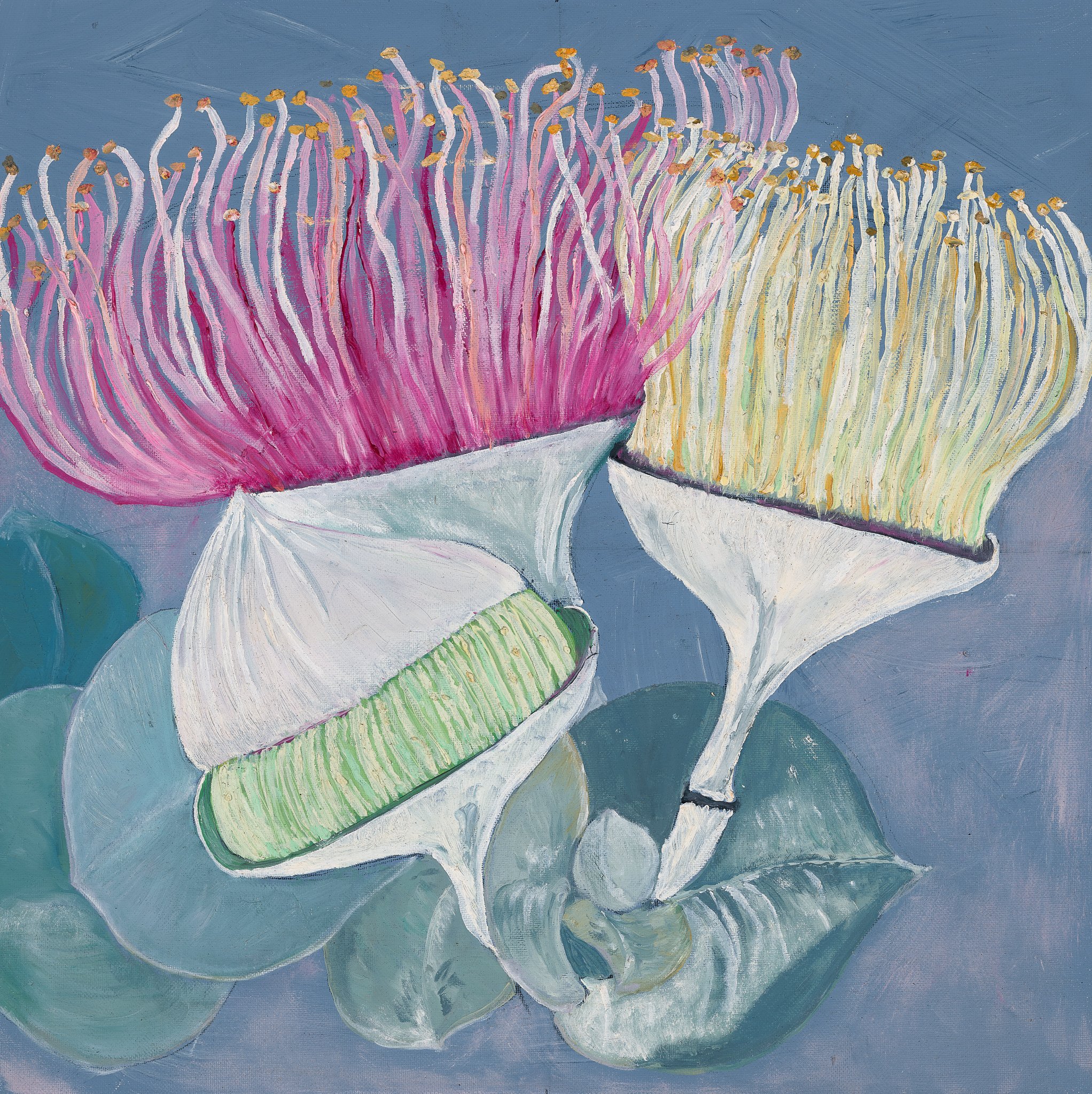 Eucalyptus Blossom.jpg