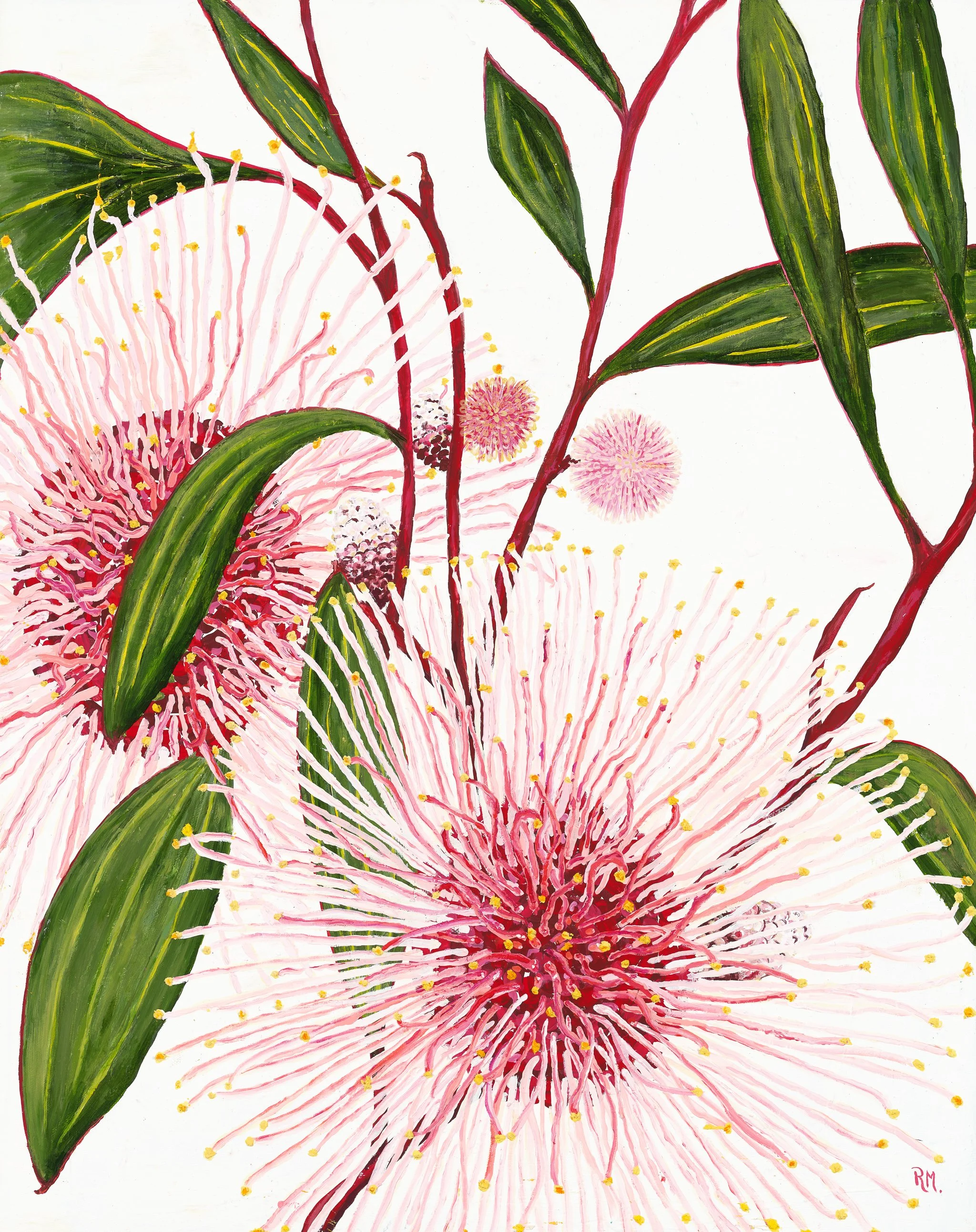Hakea Fizz