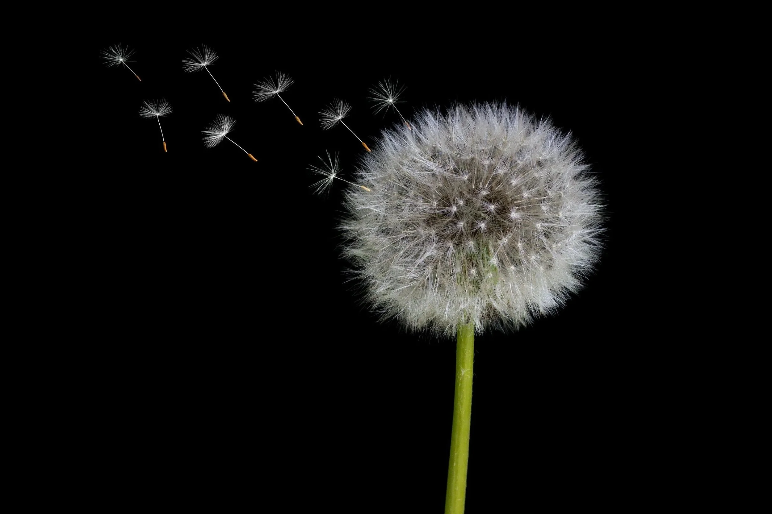 dandelion releasing seeds