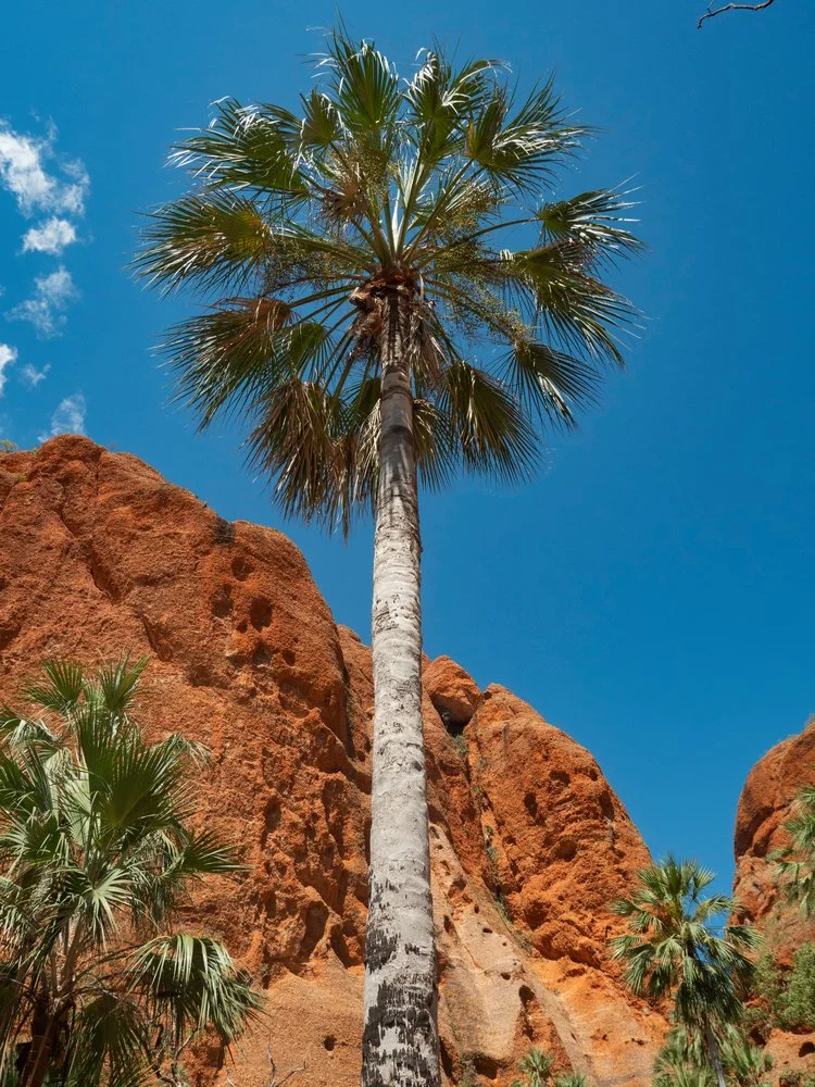 cabbage-tree-palm.jpg