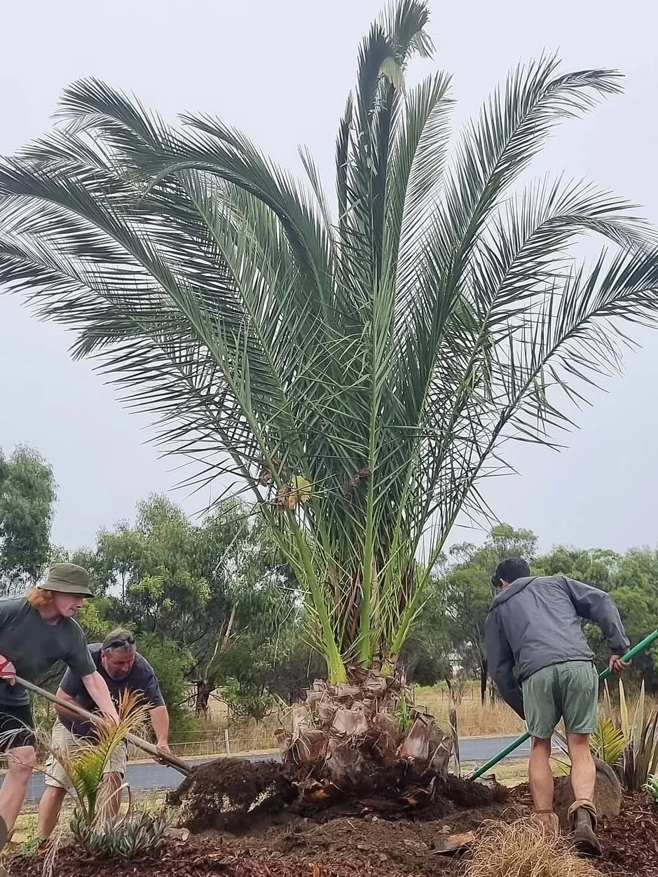 Treecovery : Botanical Rescue and Tree Transplant