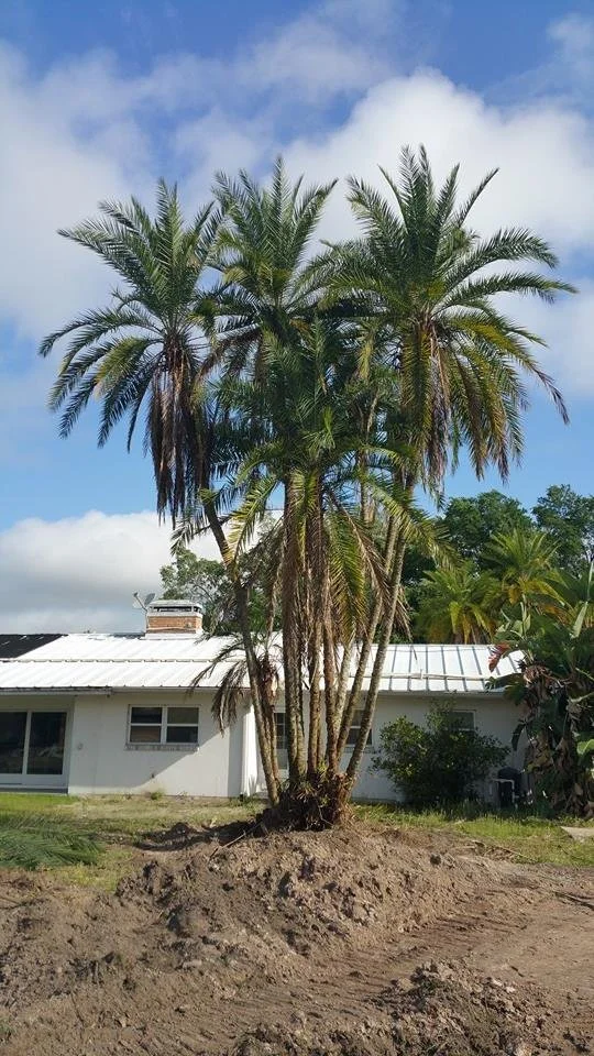 Palm Before the Storm