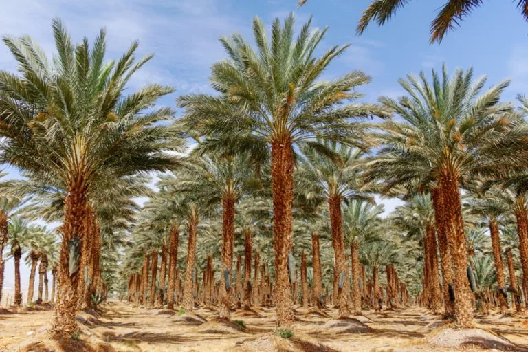 Date Palm (Phoenix dactylifera)